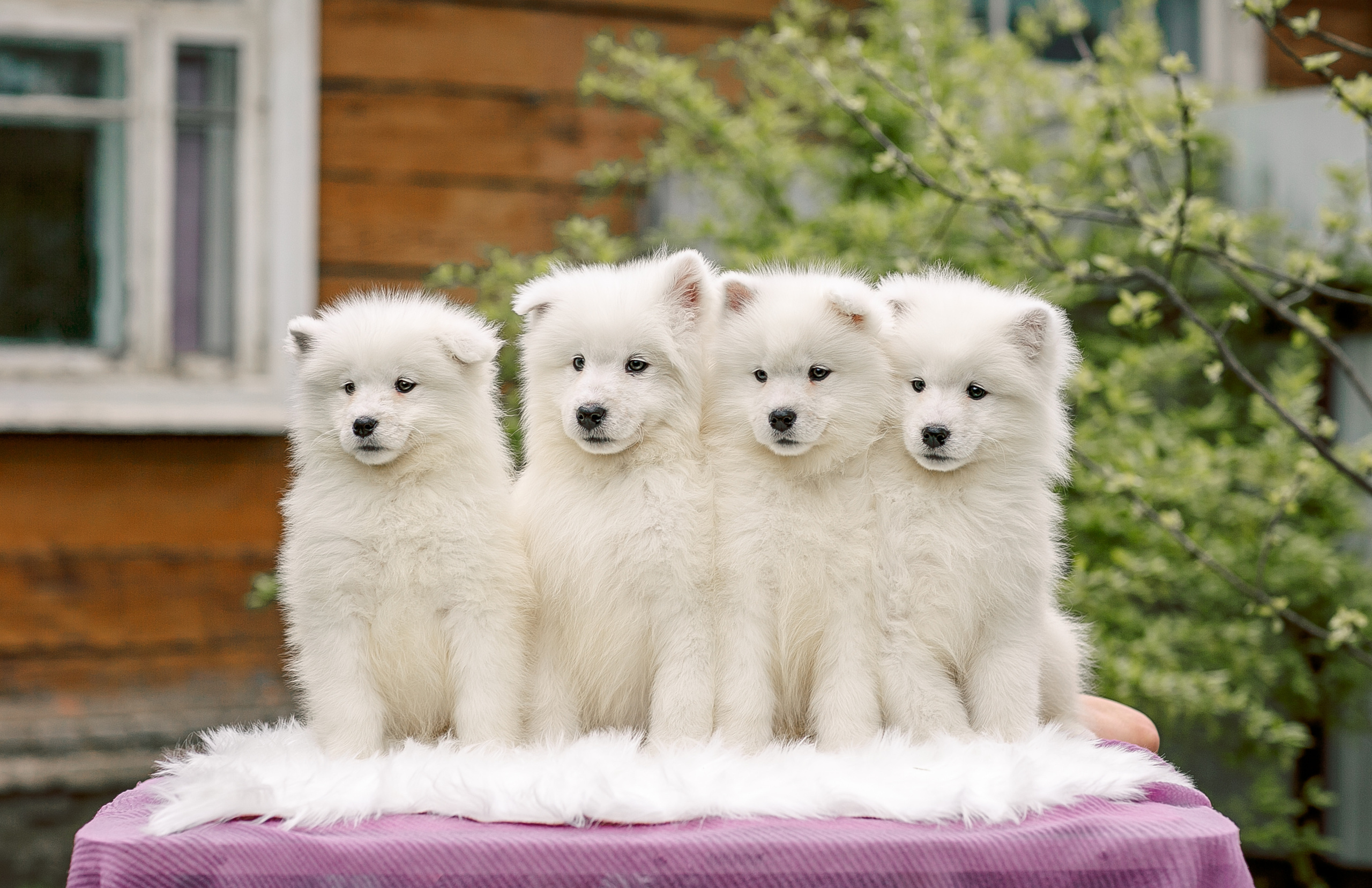 Анималистика. Свадебный и семейный фотограф Елизавета Ермак | Москва и МО