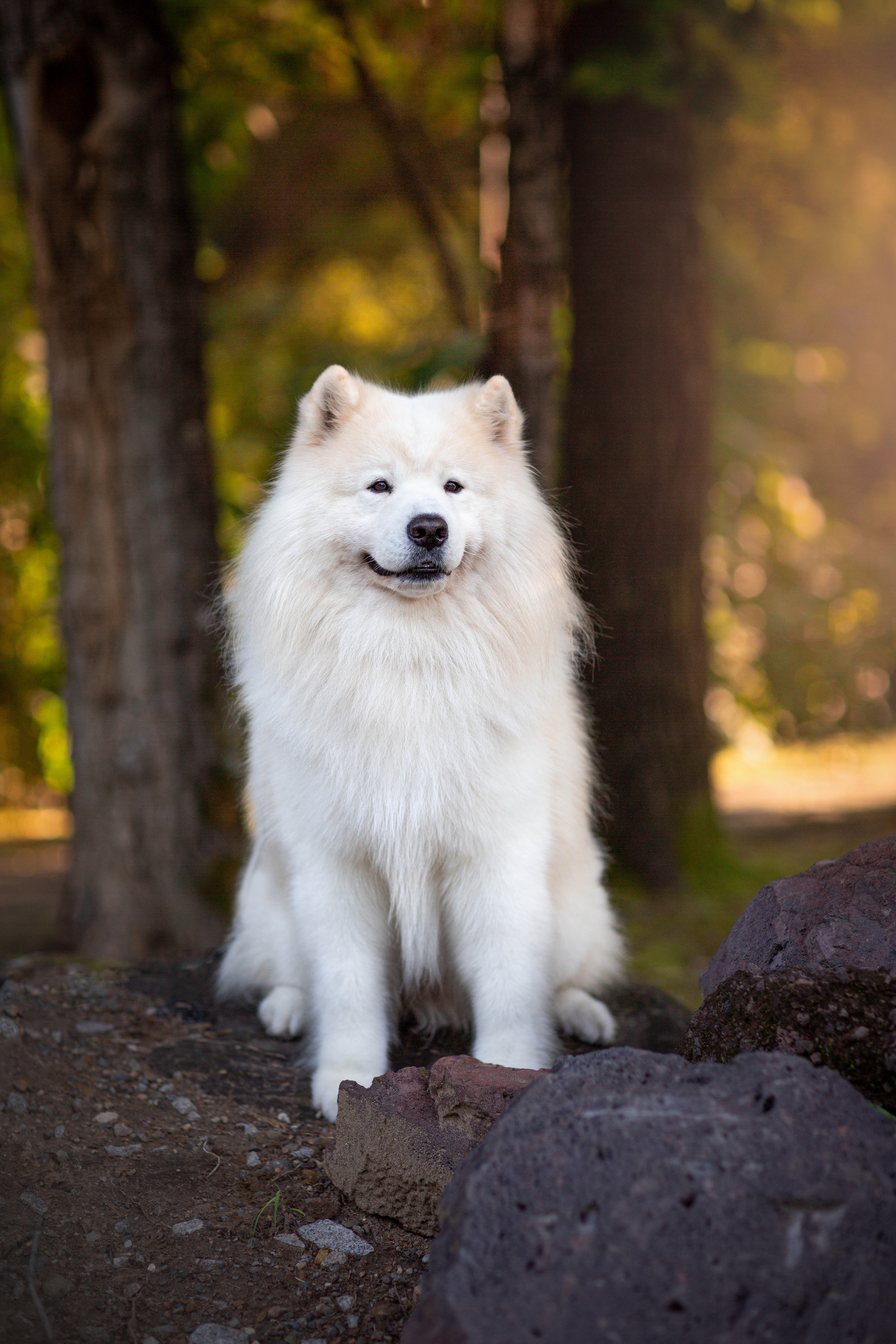 Анималистика. Свадебный и семейный фотограф Елизавета Ермак | Москва и МО