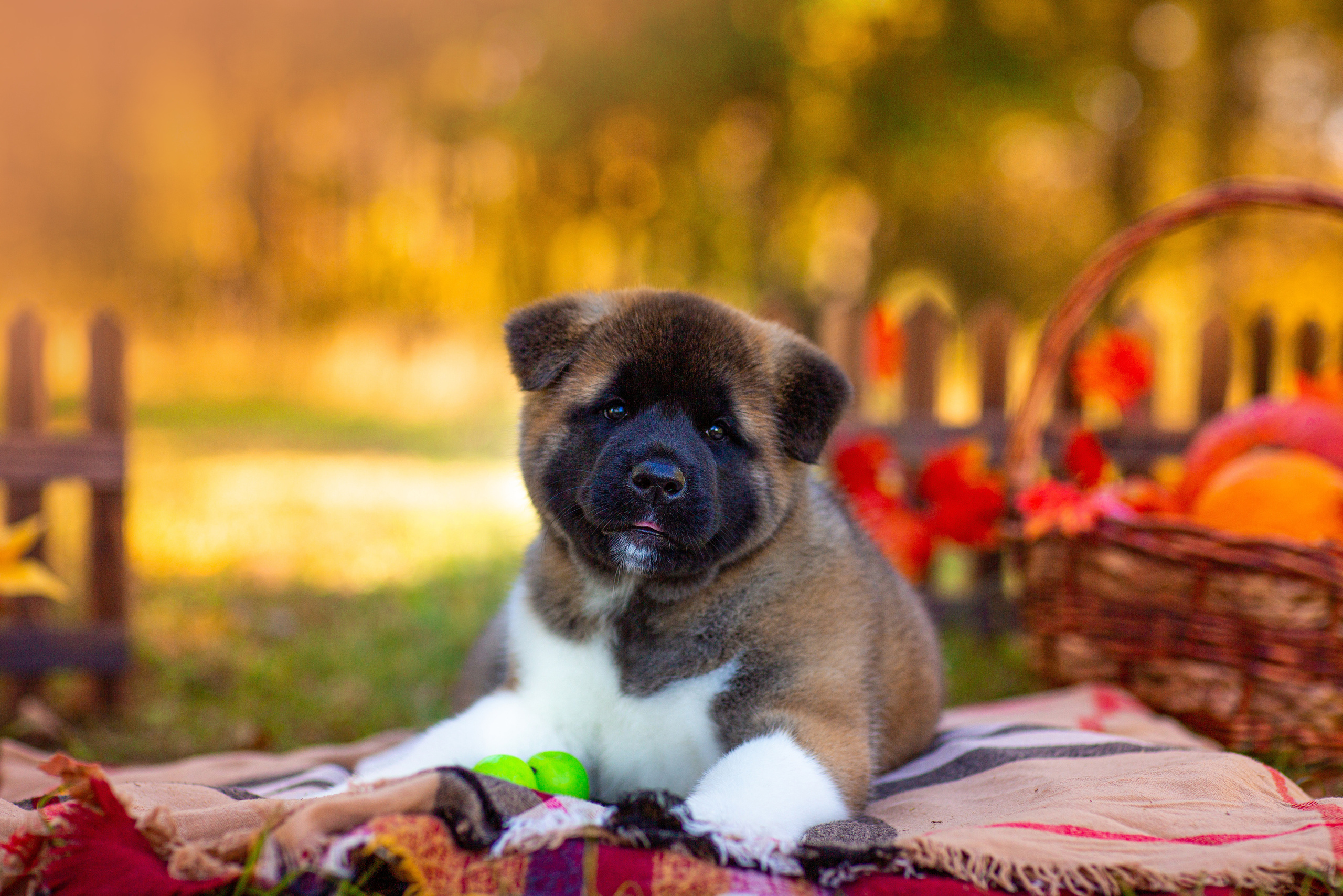 Анималистика. Свадебный и семейный фотограф Елизавета Ермак | Москва и МО