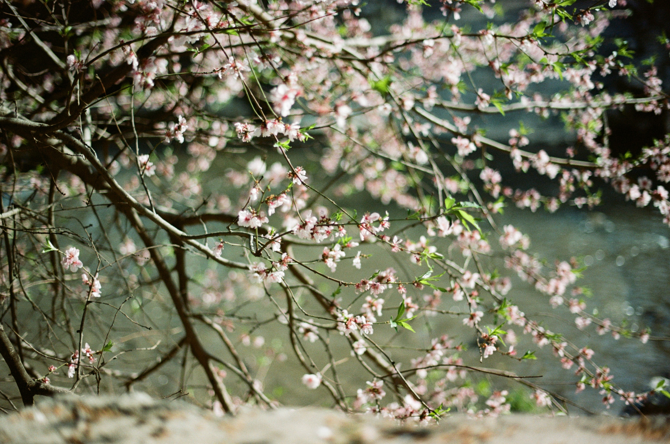 Sakura blues // ukraine, crimea. EVER EXPOSED