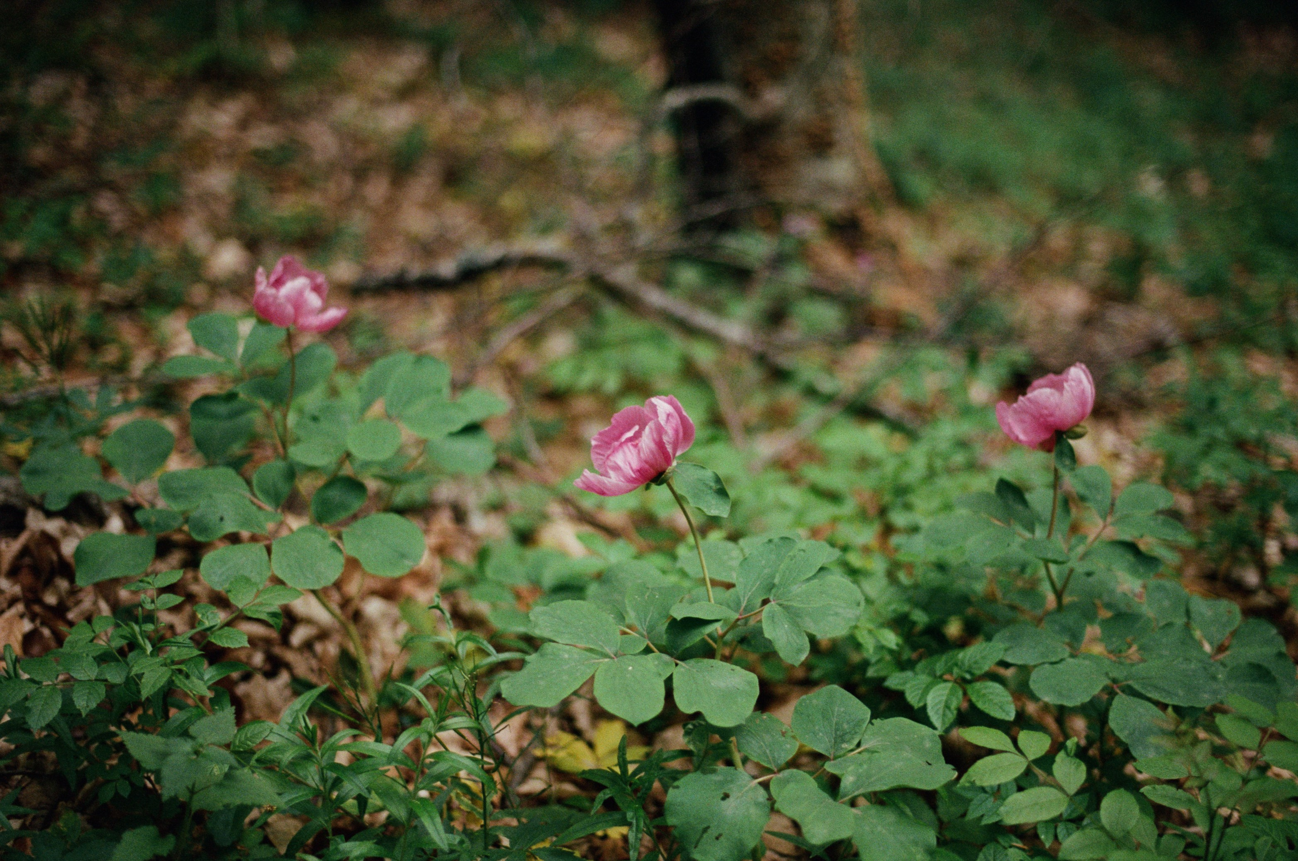 Silent running // ukraine, crimea. EVER EXPOSED