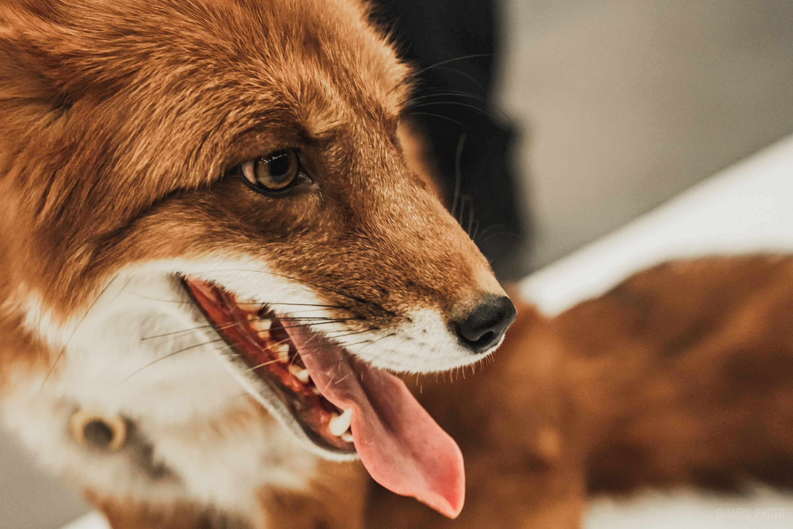 Fox Family fest. Репортажный фотограф Анастасия Рубцова