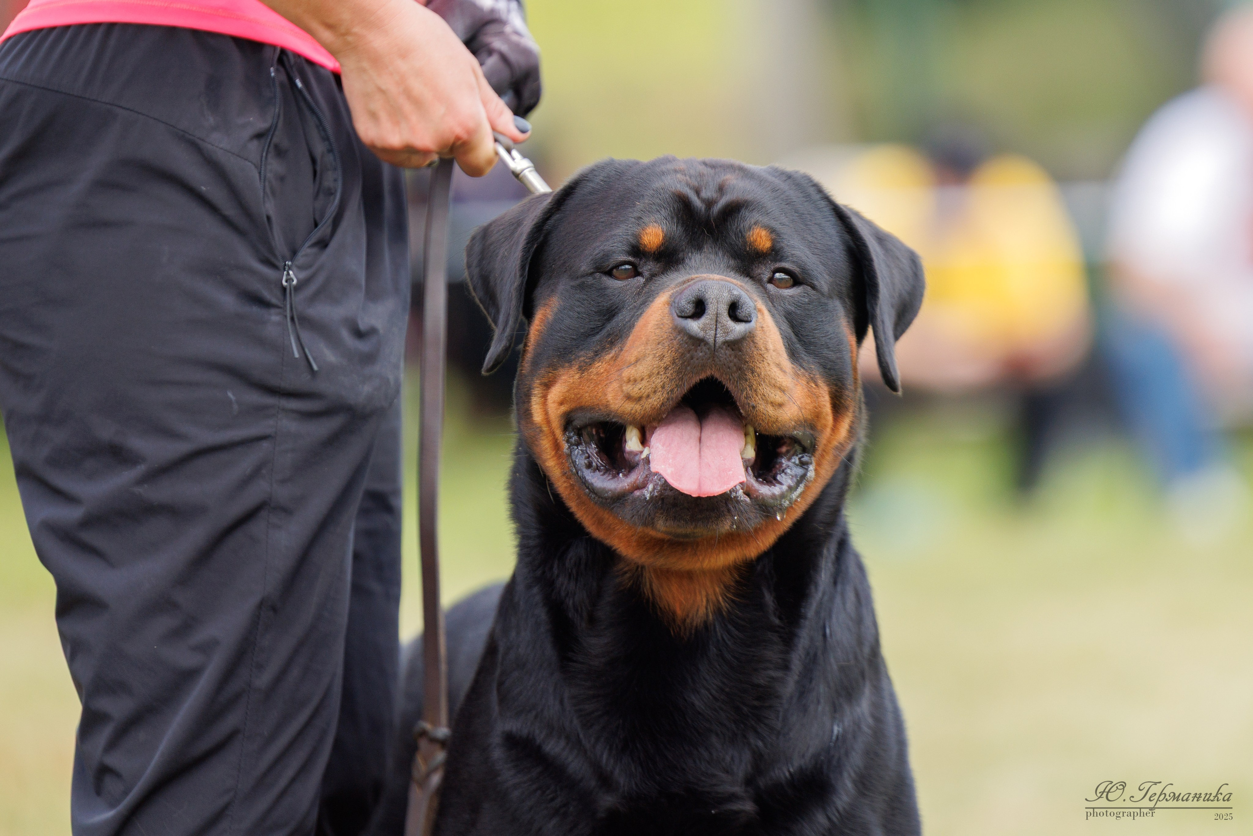 Рязань 2хмоно ротвейлеры 16-17.08.2025. Фотограф-анималист Юлия Германика