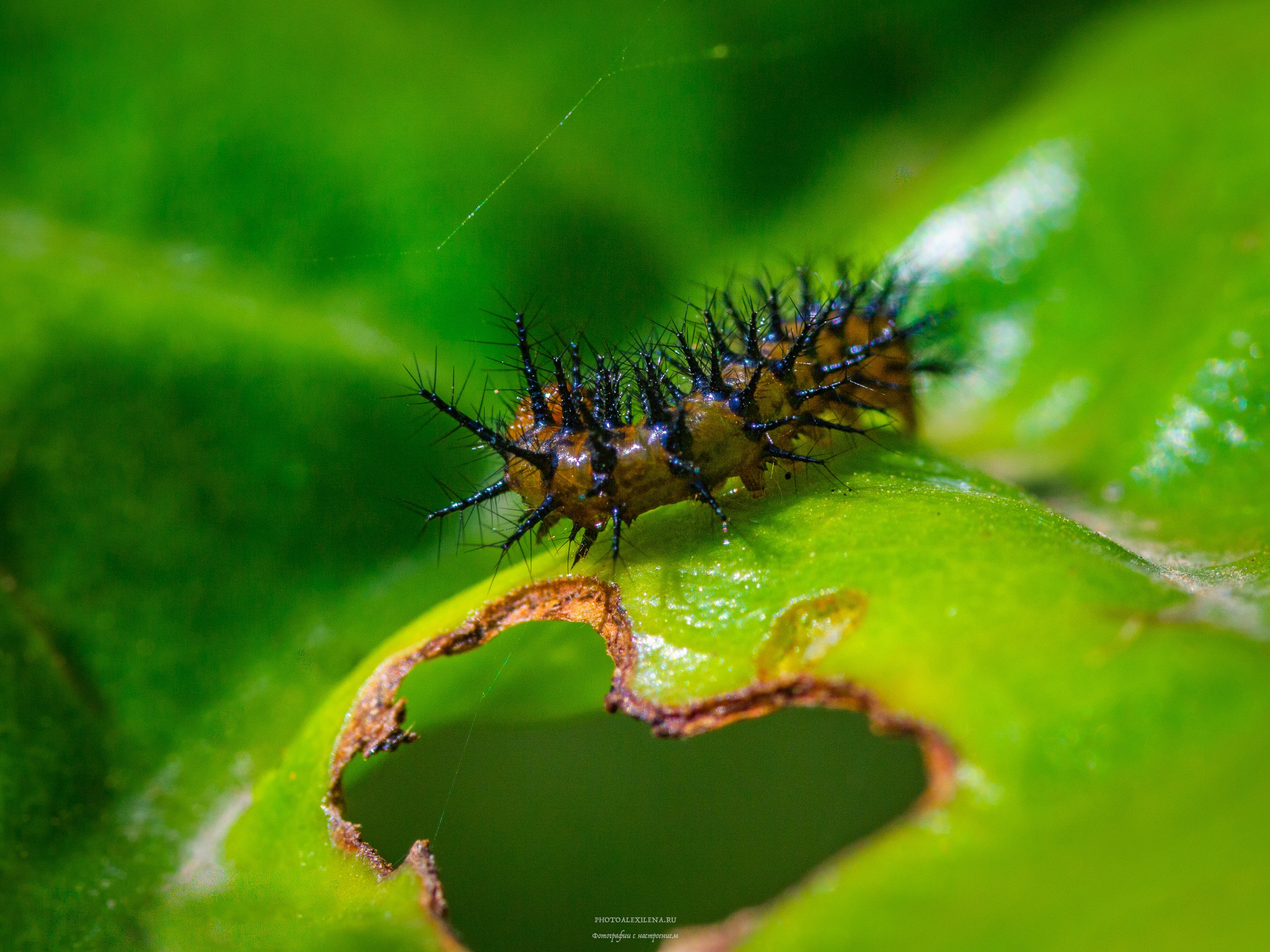 Все оттенки зелёного. Авторские стильные фотокартины