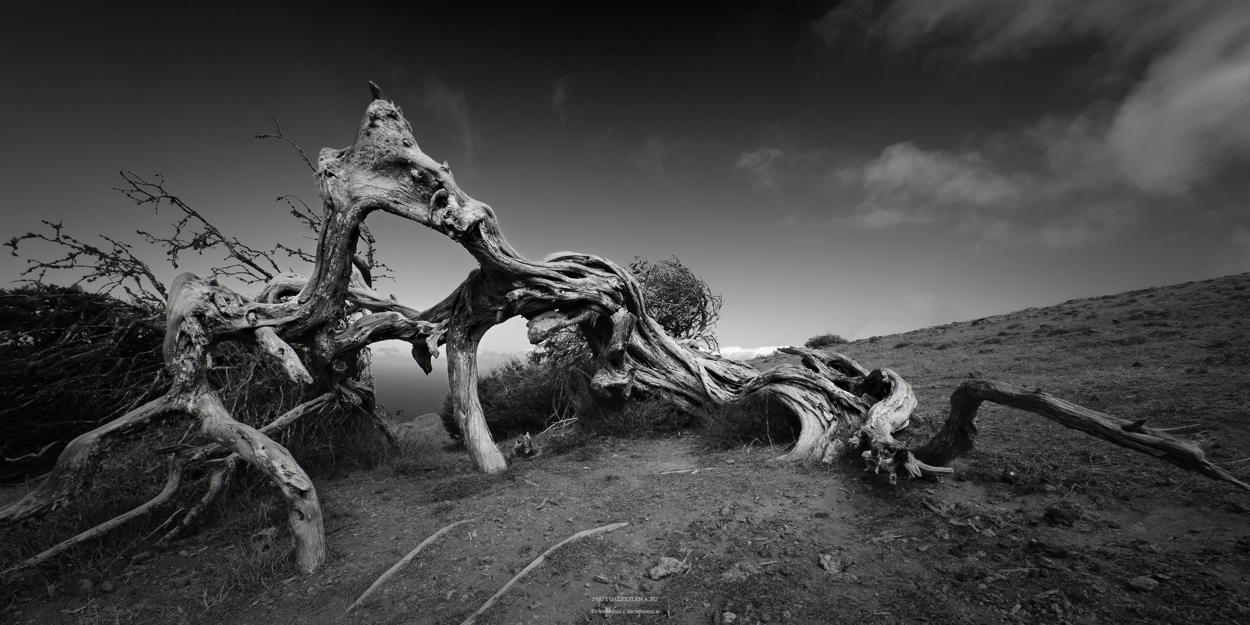 Всем ветрам назло. Авторские стильные фотокартины