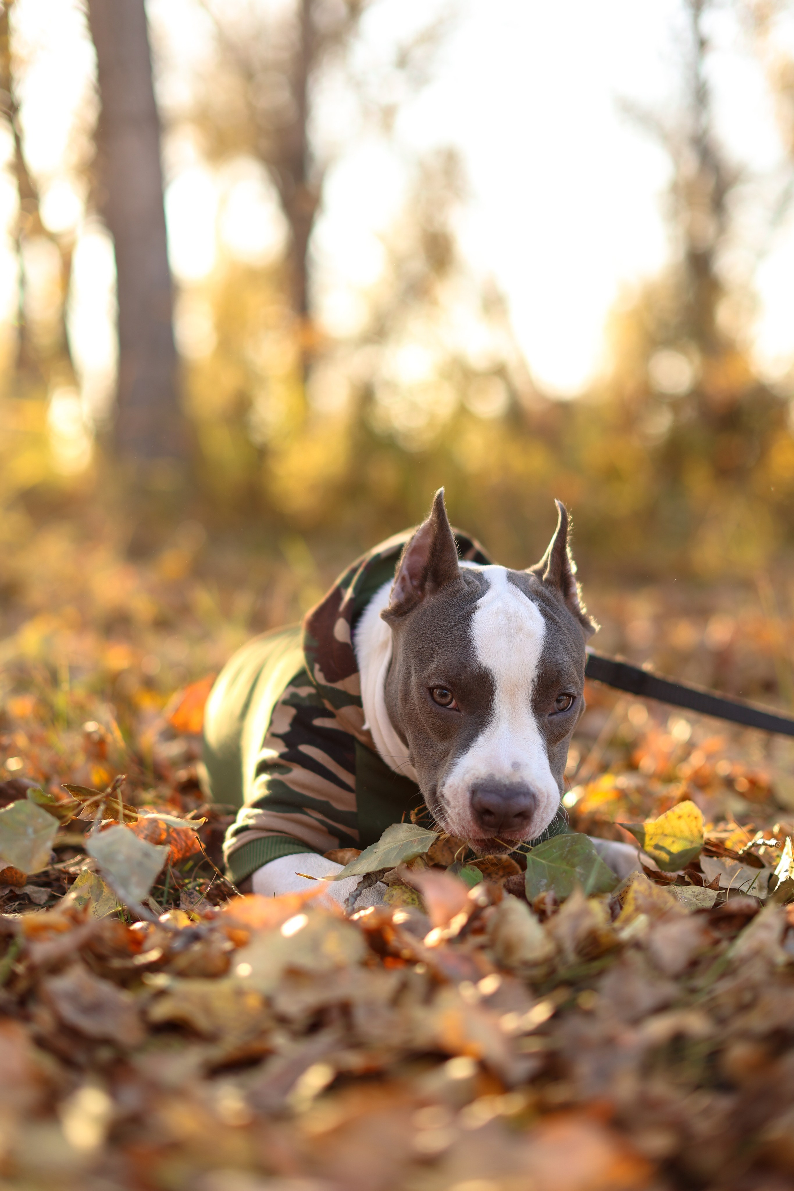 Осень. Art my Pho