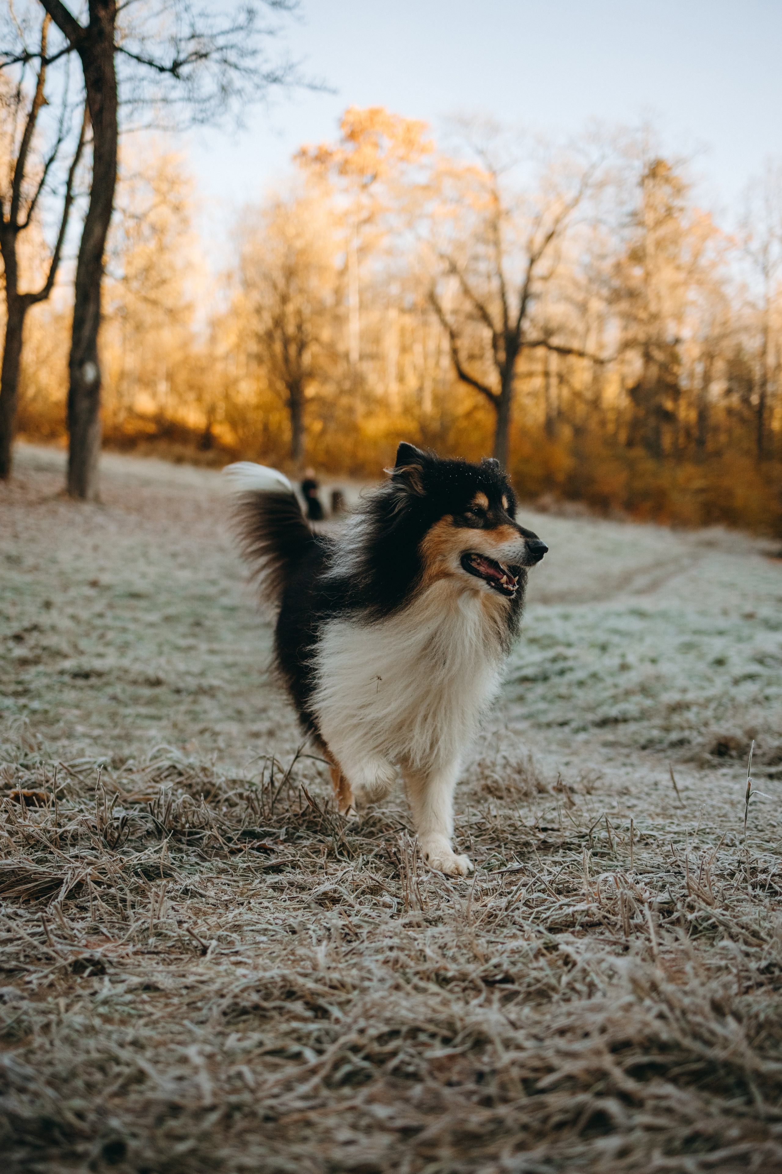 Ия и Барт. Фотограф — Анималист | Санкт-Петербург
