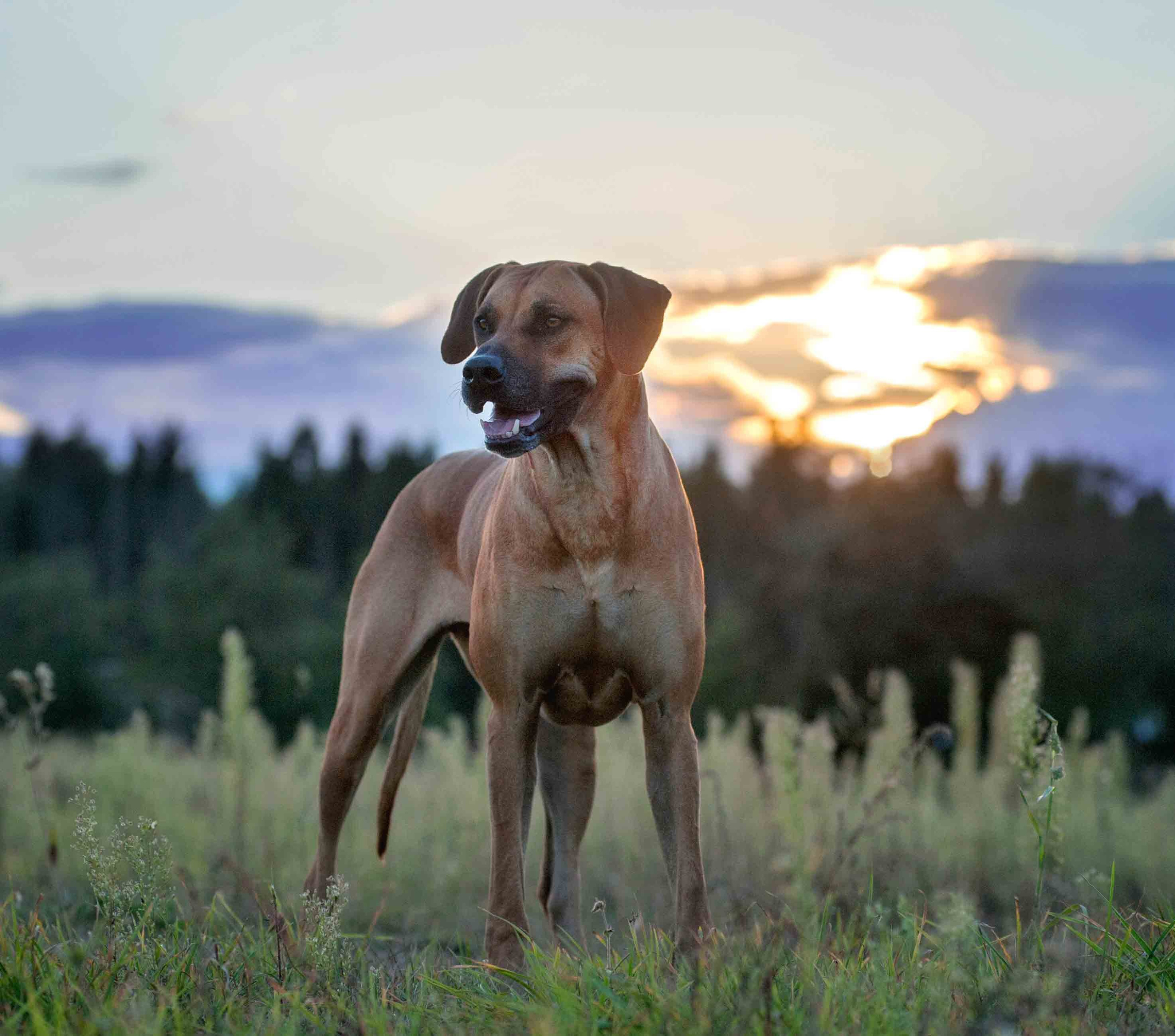 Собаки. Портретная и свадебная фотосъемка. Москва и область