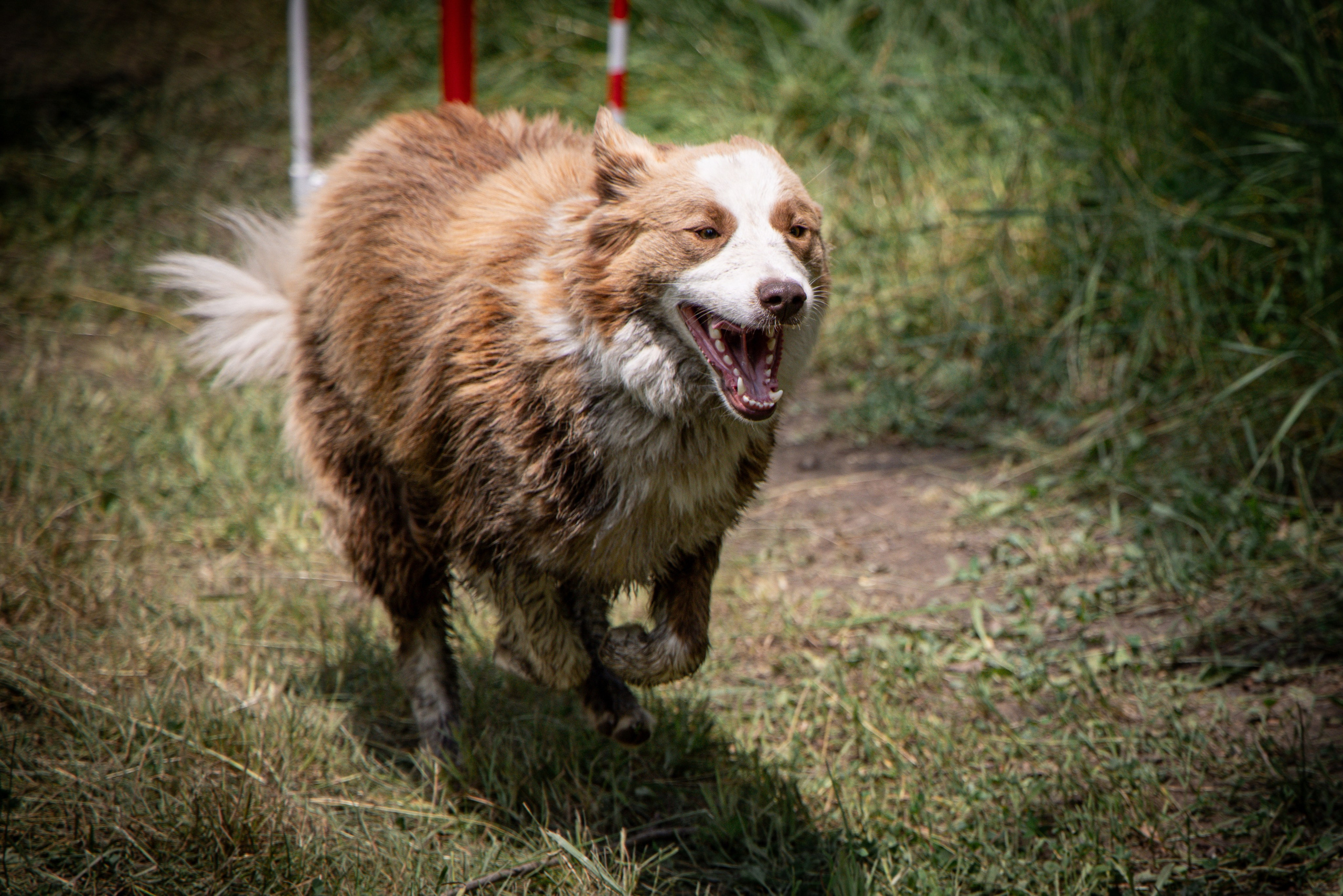 Собаки. Антонина Савельева Фотограф Ставрополь