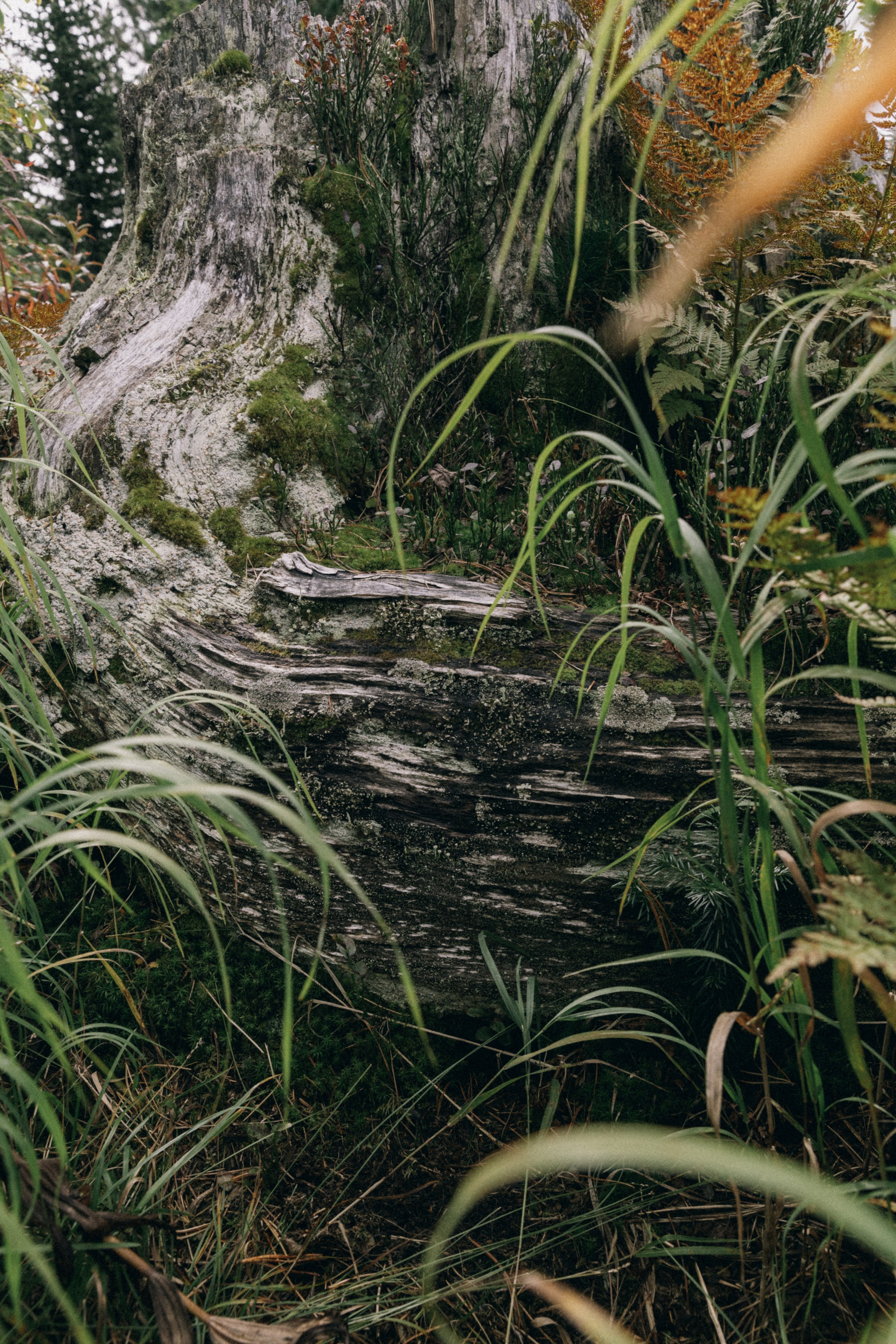 Алтай, природа и эстетика. Александр Чернин. Семейный и событийный фотограф