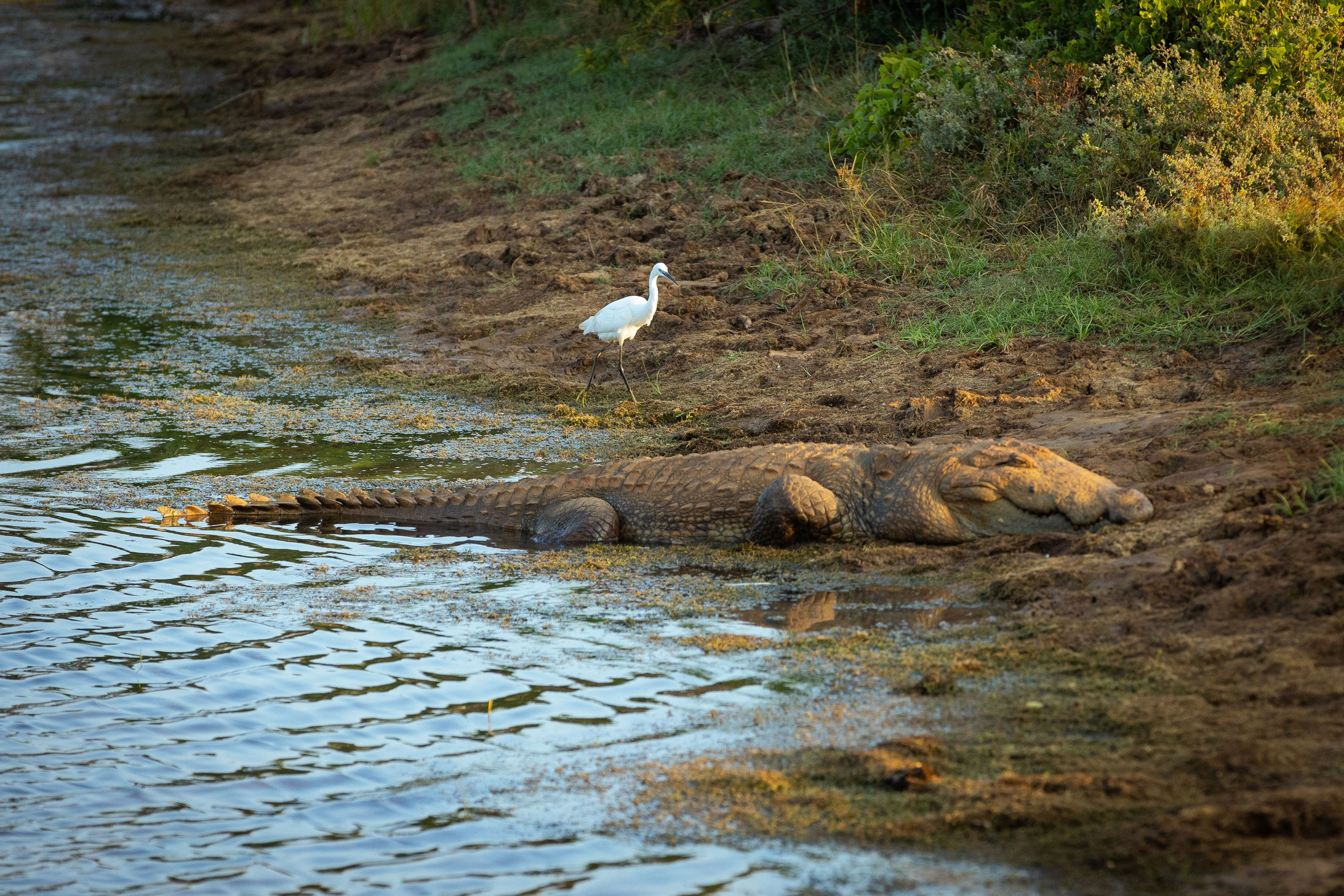 Шри-Ланка (весна 2024). Фотограф Виноградов Константин