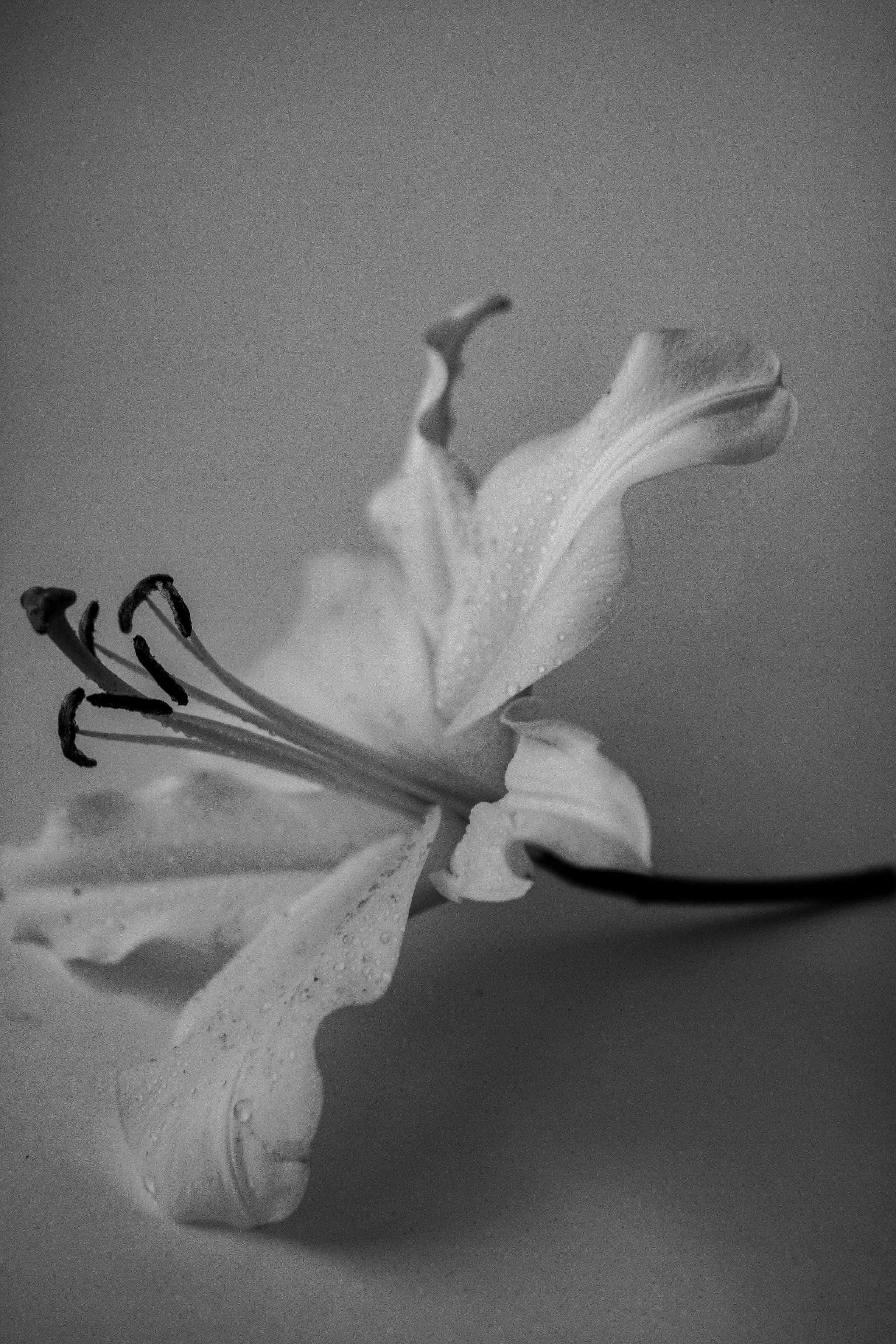 Lily. Фотограф Санкт-Петербург Макарова Дарья