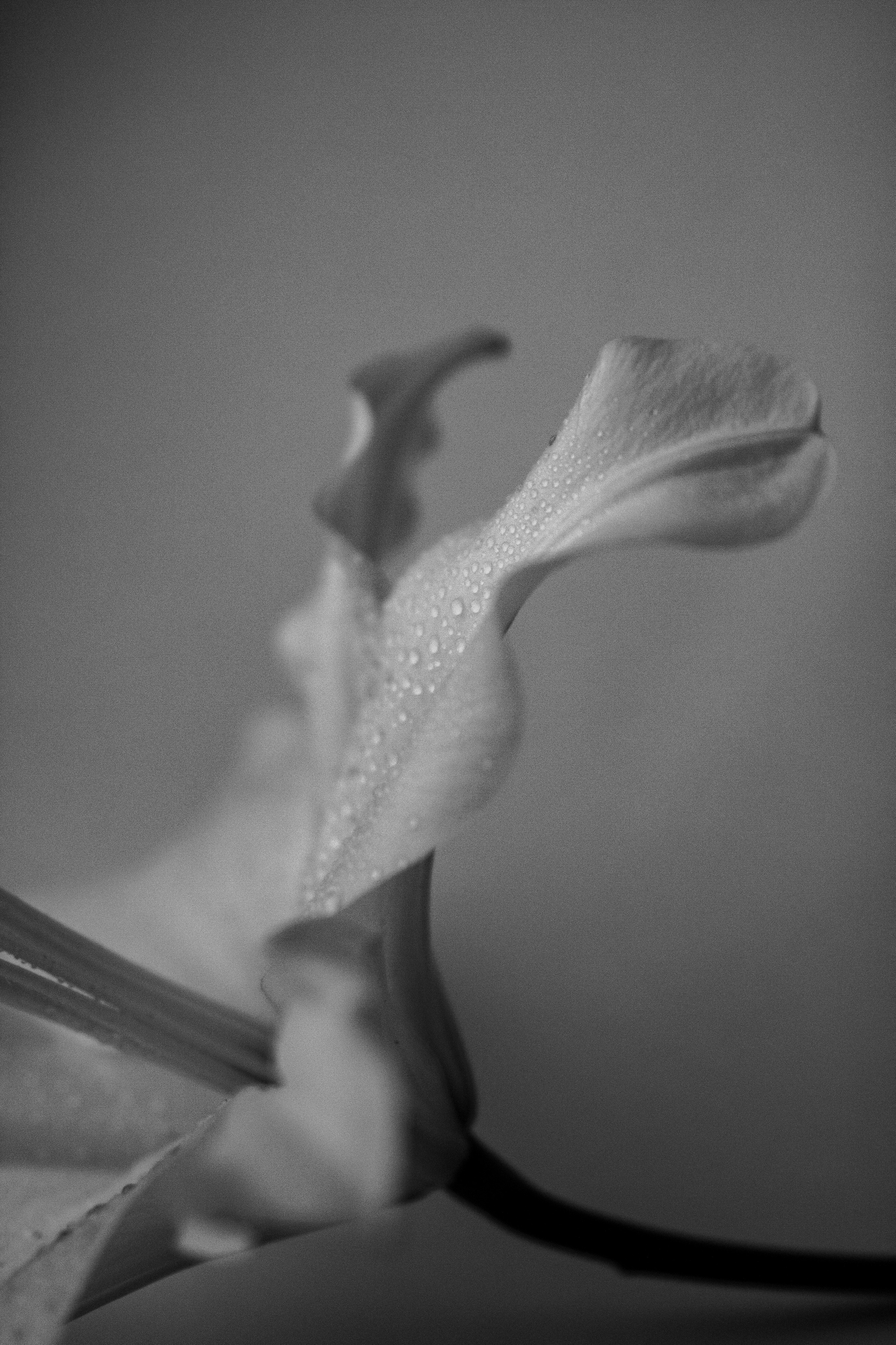 Lily. Фотограф Санкт-Петербург Макарова Дарья