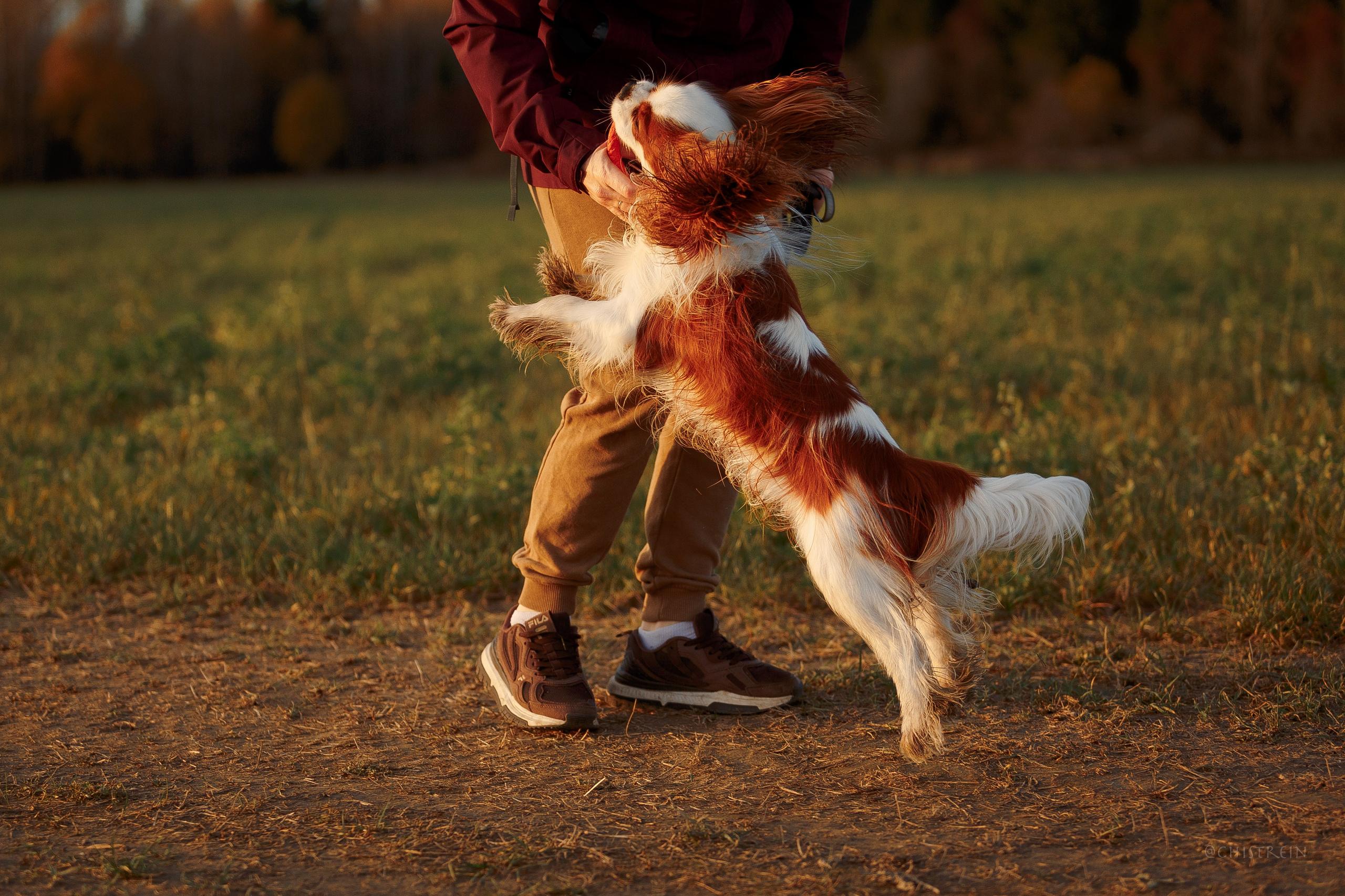 Октябрьский закат в полях. Алина и Лео. Фотограф-анималист Наталия Чистюхина в г. Сосновый Бор и ЛО