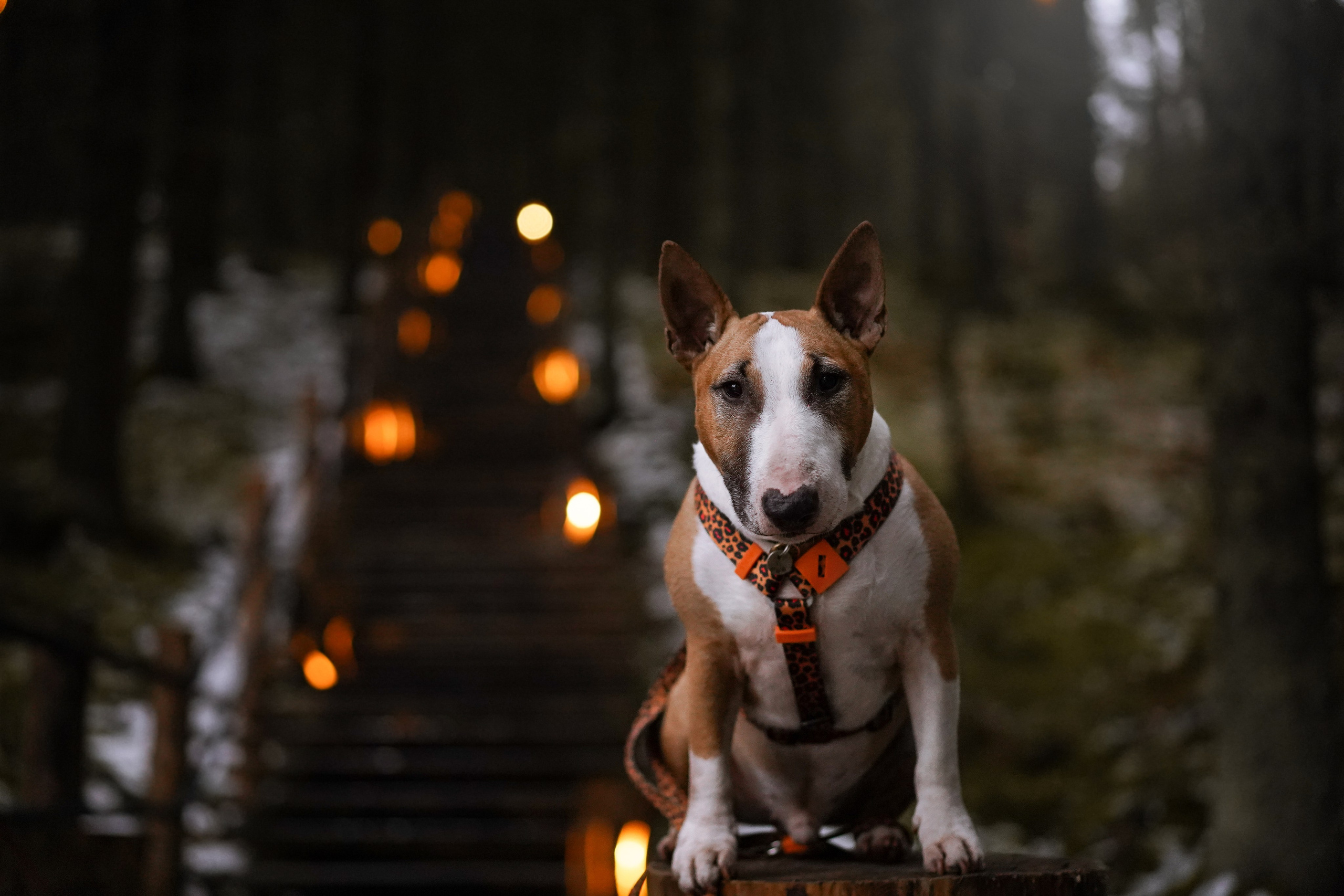 Юни на горе Паасо. Фотограф-анималист в Санкт-Петербурге Яна Мартынова