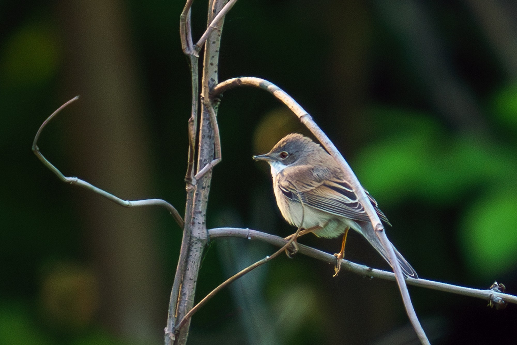 Удивительные мир птиц. Вокруг нас столько прекрасного — присмотритесь!. Ваш личный фотограф Марина Волкова