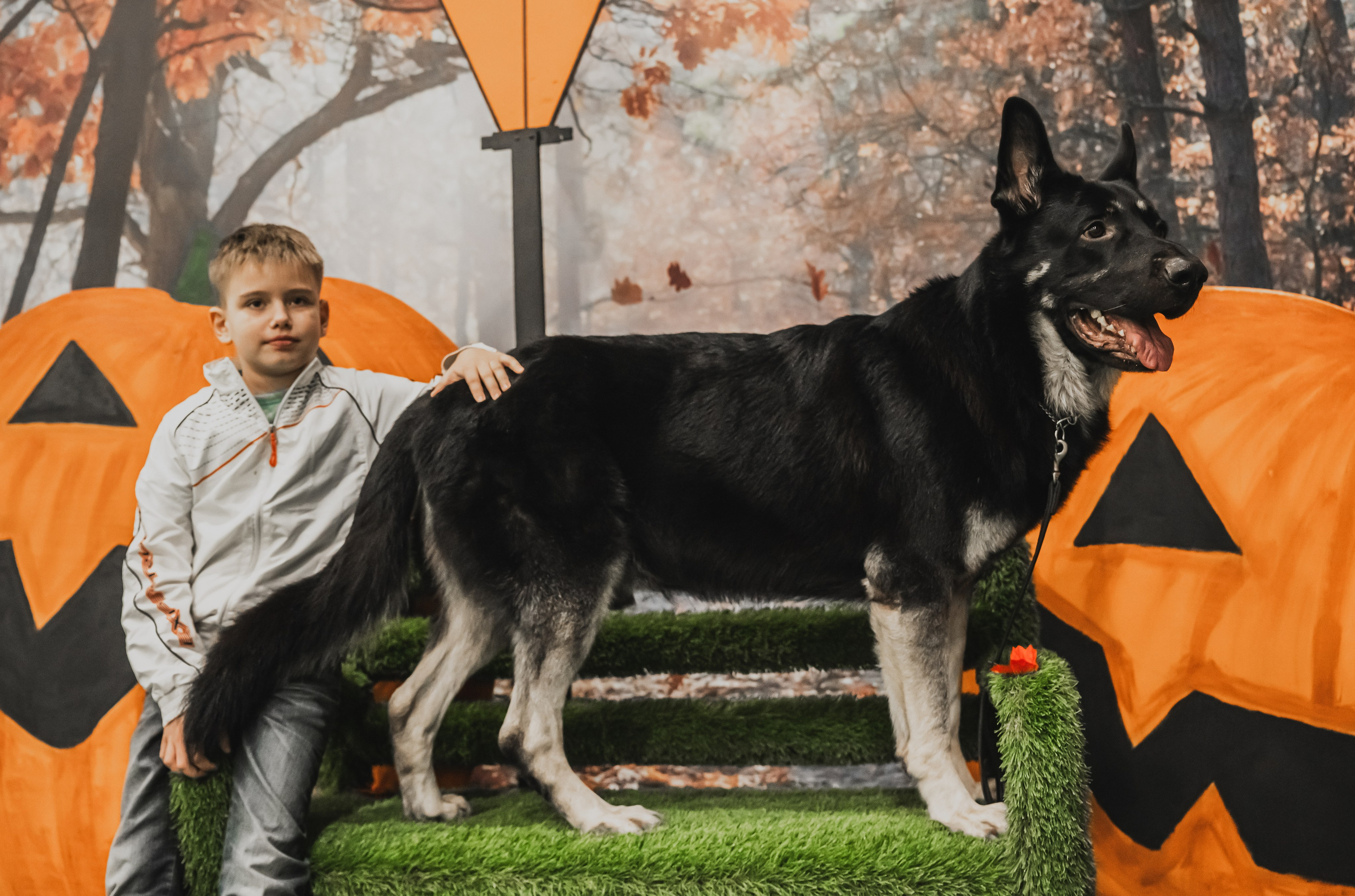 Международная выставка собак всех пород. Репортажный фотограф Анастасия Рубцова