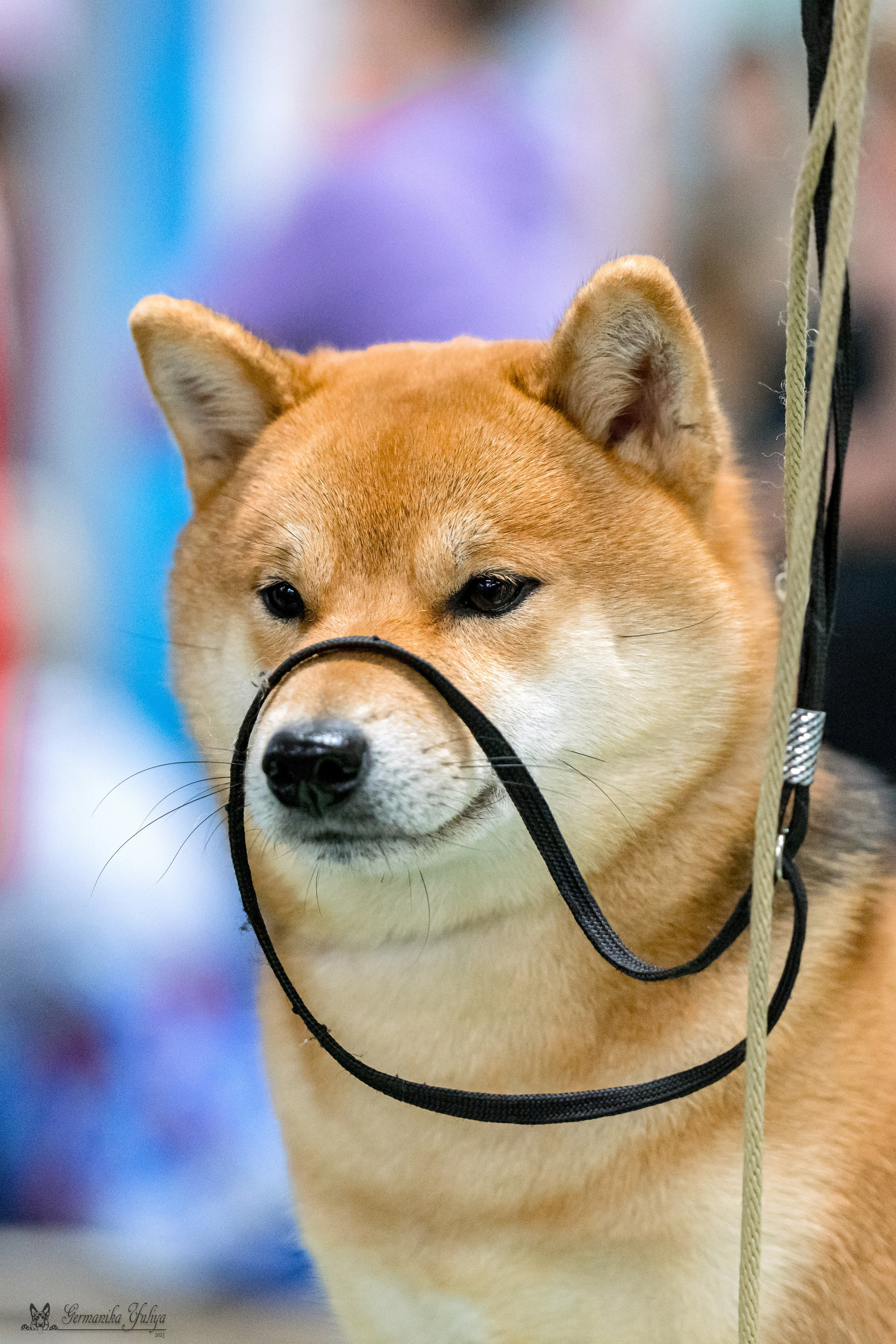 Сфера 29.10,Крокус 4.11,Сфера 12.11.2023. Фотограф-анималист Юлия Германика