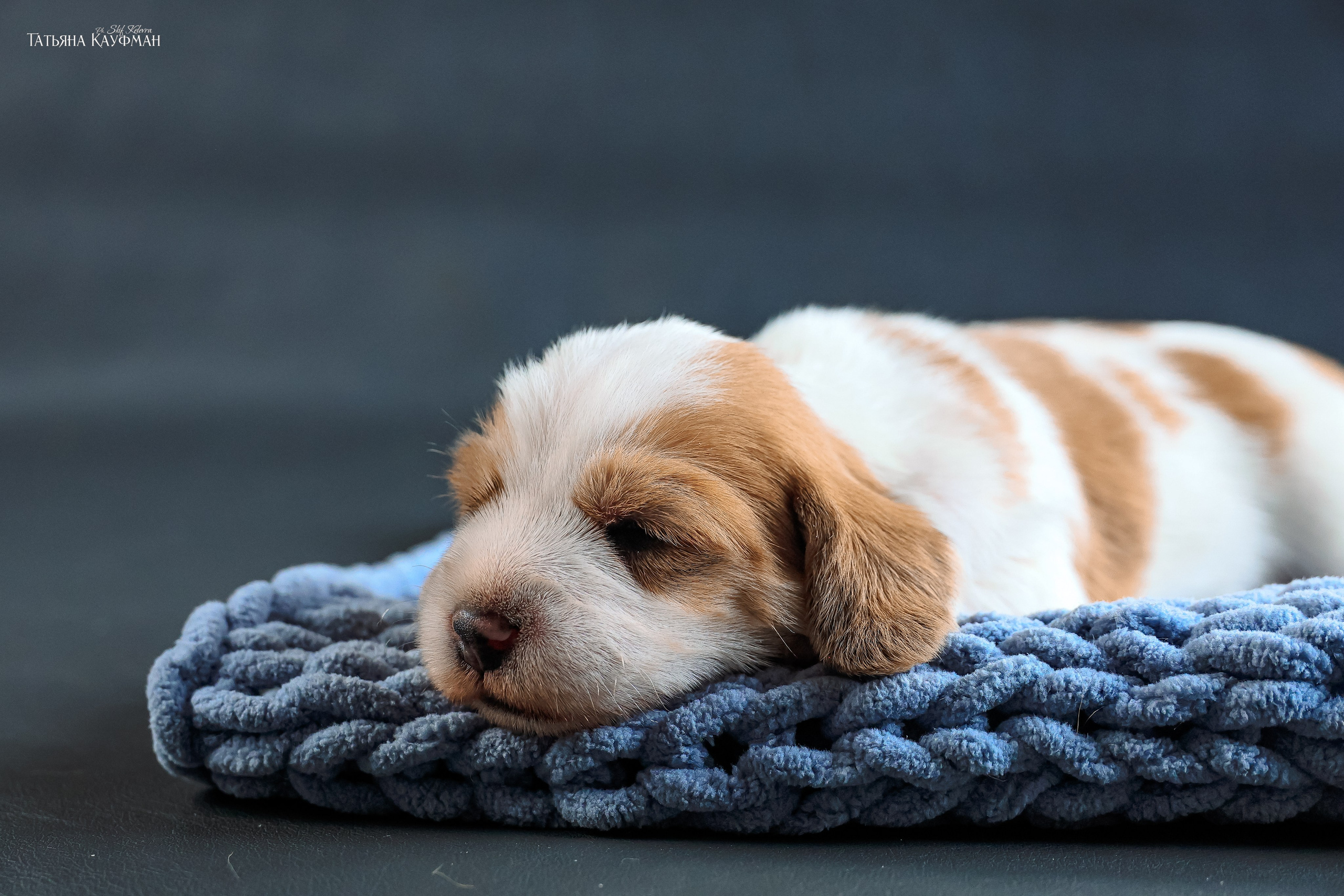 Малые вандейские бассет гриффоны. PVBG. Petit vandeen basset griffon, щенки в новосибирске. Питомник White Rivendel