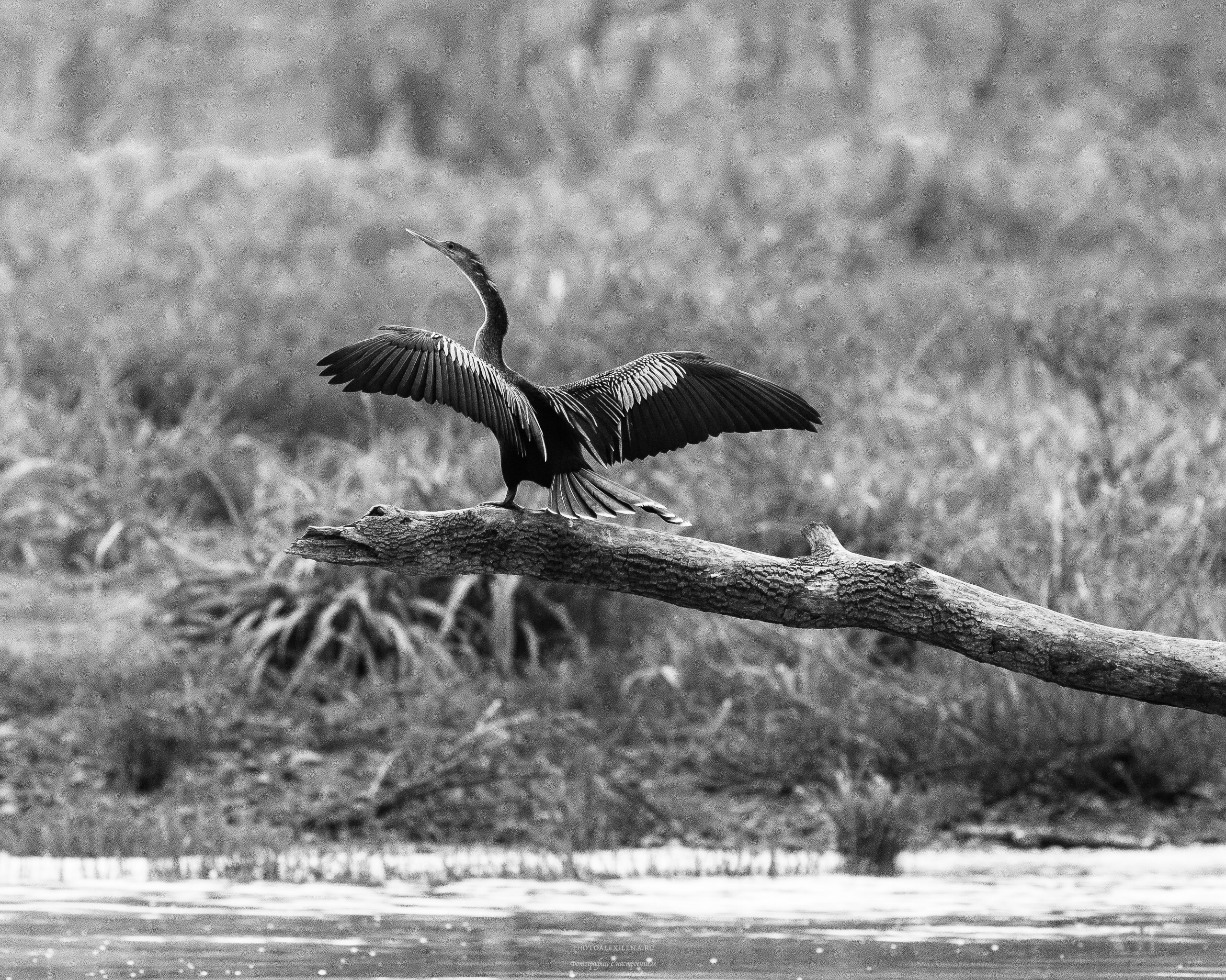 Чёрно-белые птицы. Авторские стильные фотокартины