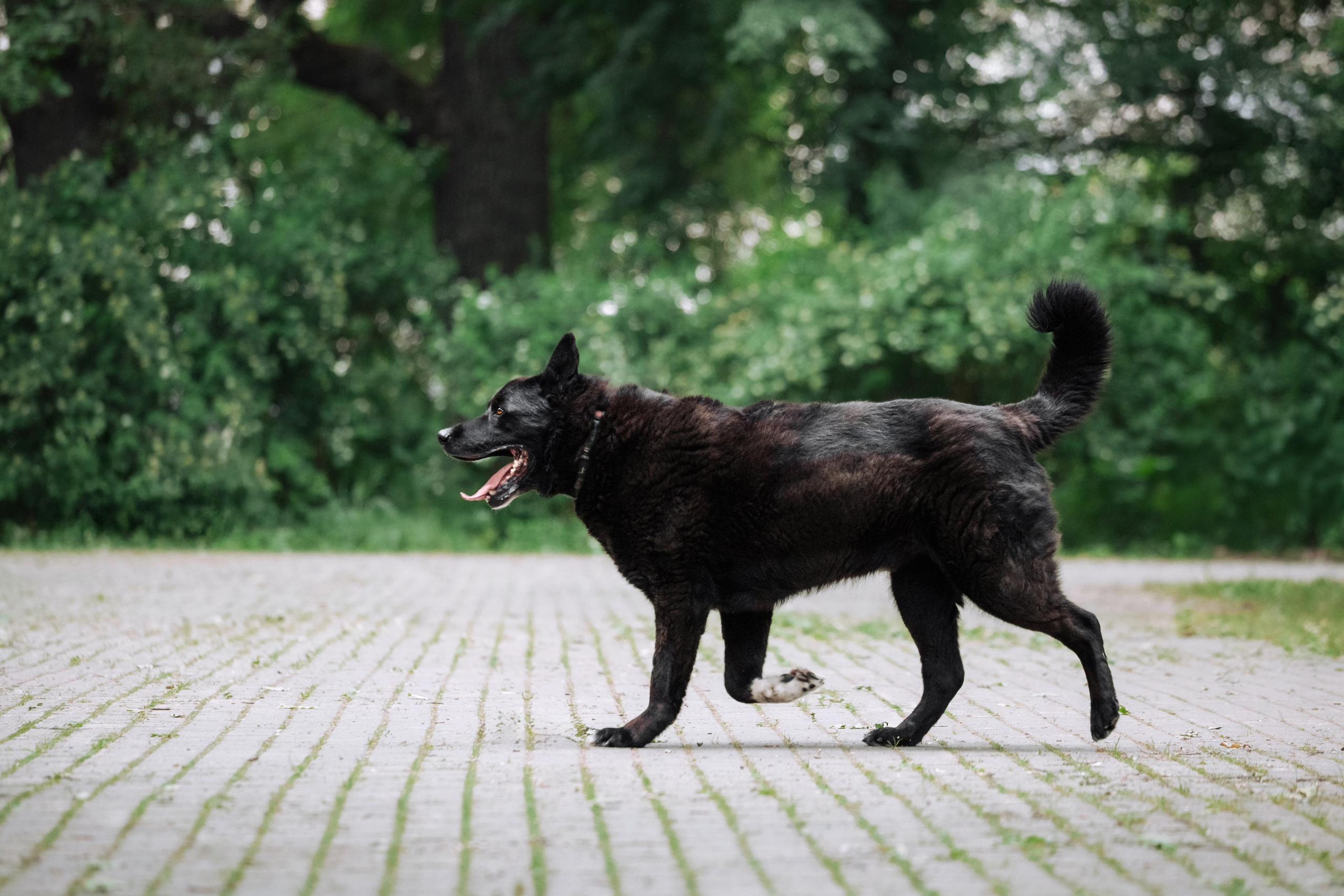 Собаки из приюта Дубовая роща лето 2025. Фотограф-анималист Татьяна Степанова