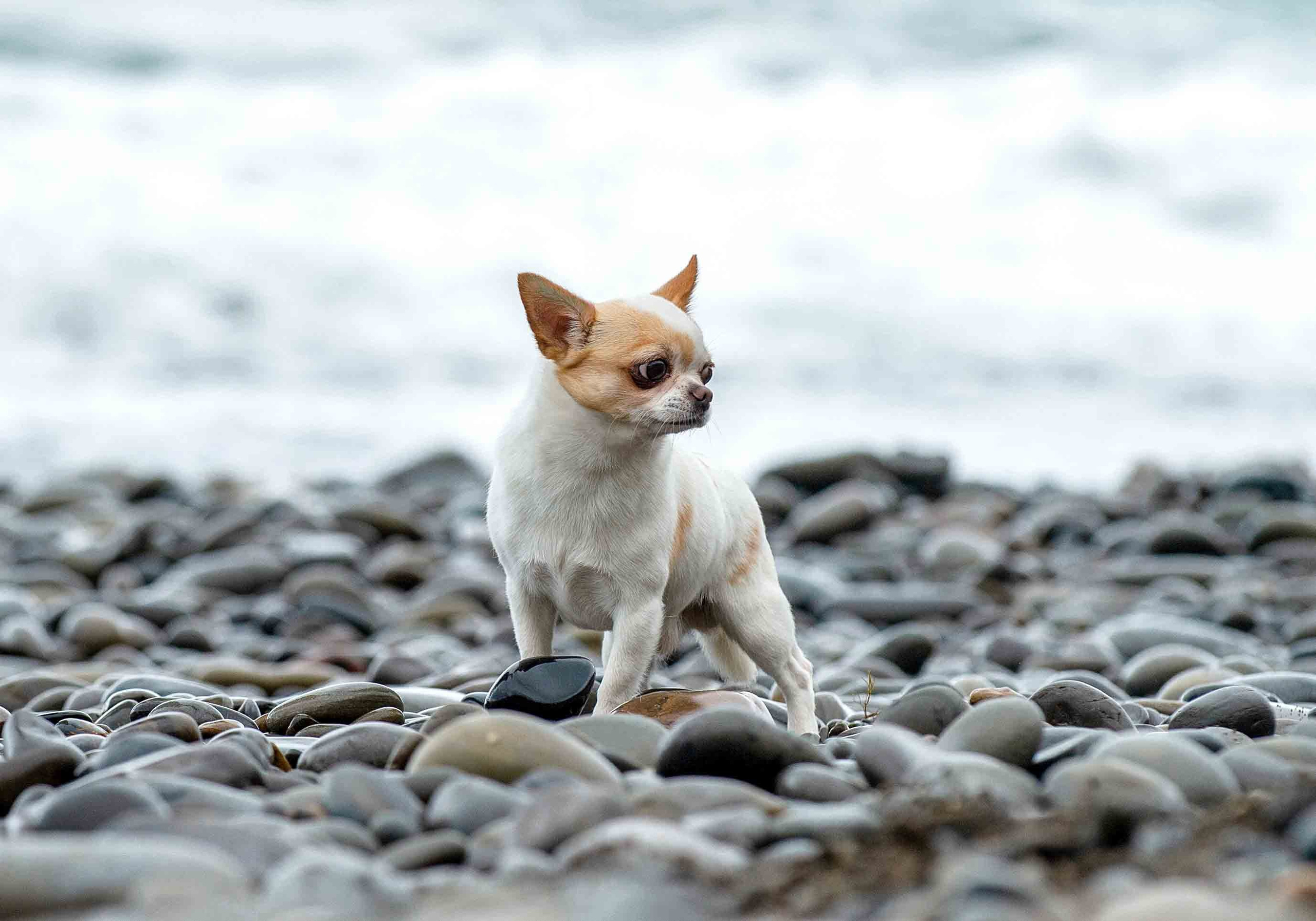 Собаки. Портретная и свадебная фотосъемка. Москва и область