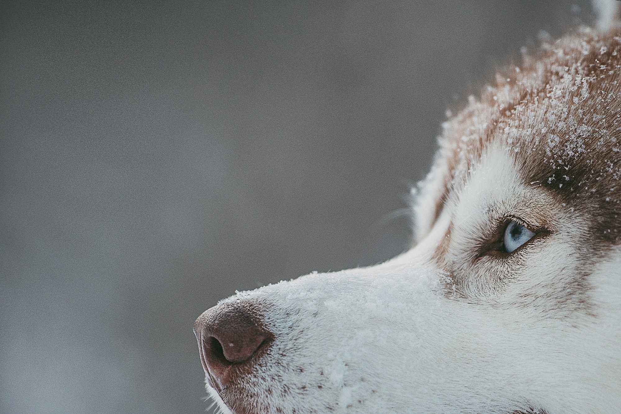 Полина, Уго и Пышка. Фотограф анималист в Москве и Санкт-Петербурге Свиридова Анна