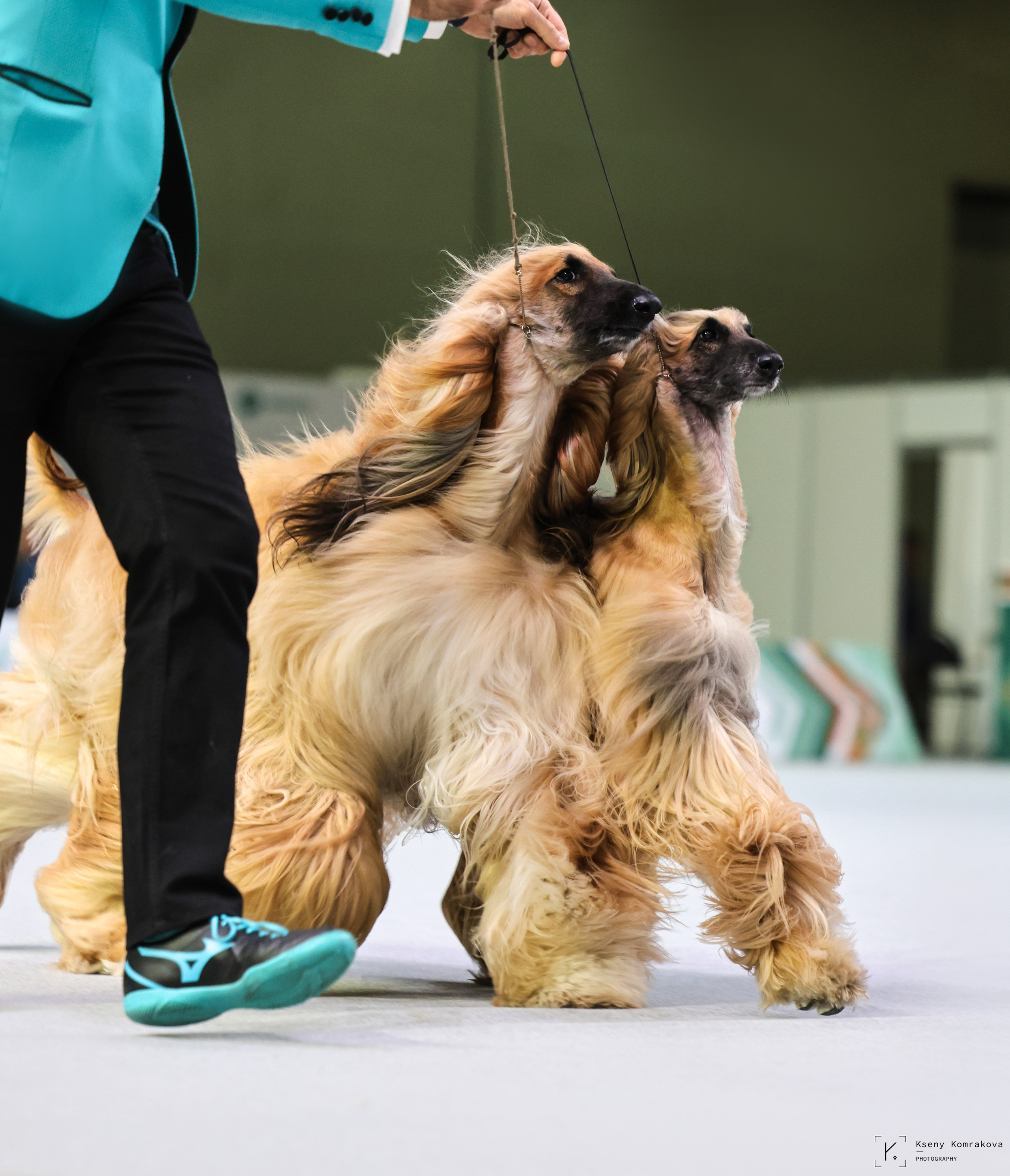 Анималистика. Репортаж. Индивидуальная съемка