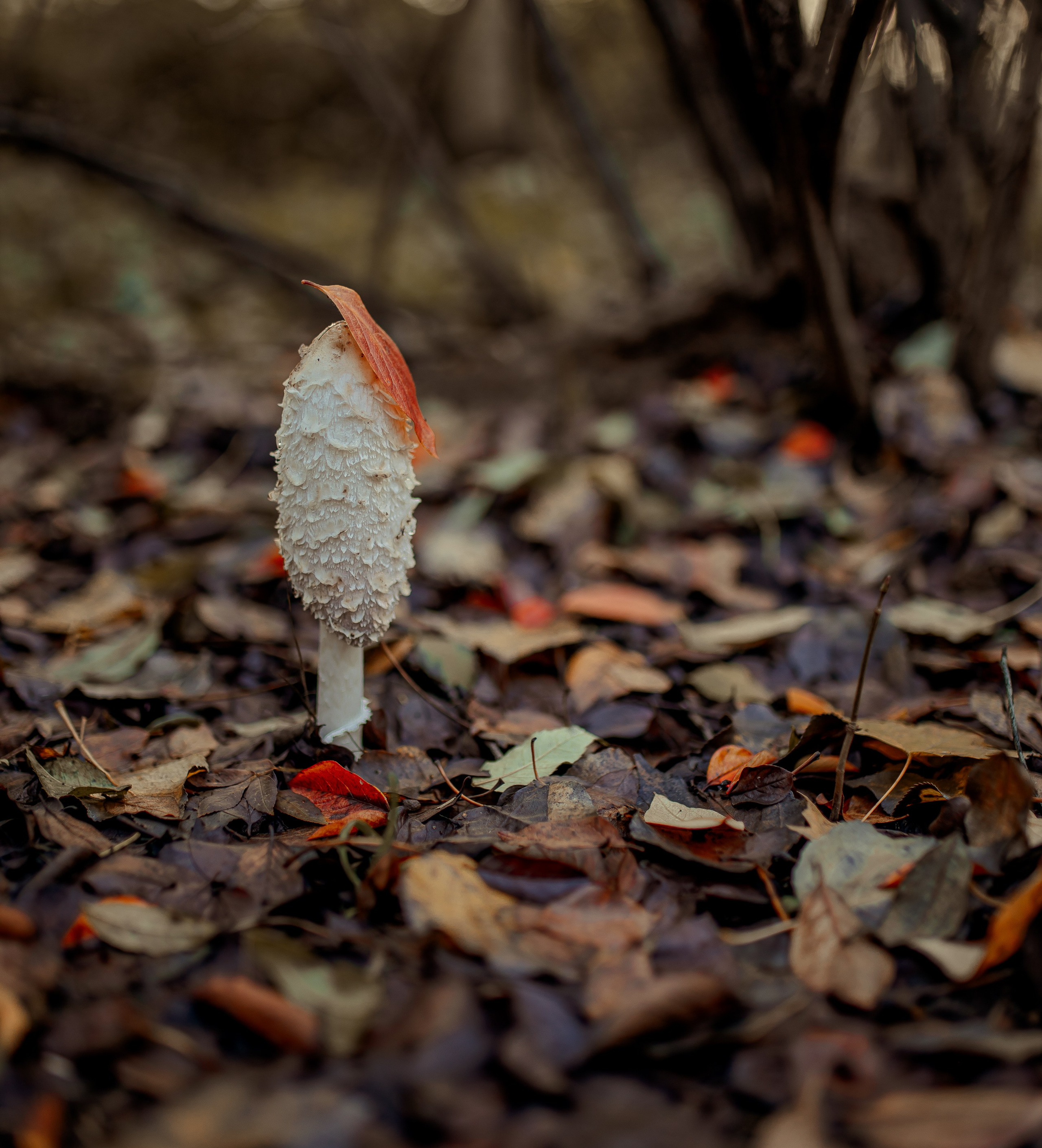 Ксения. Портретный и семейный фотограф в Москве Ирина Голубчина