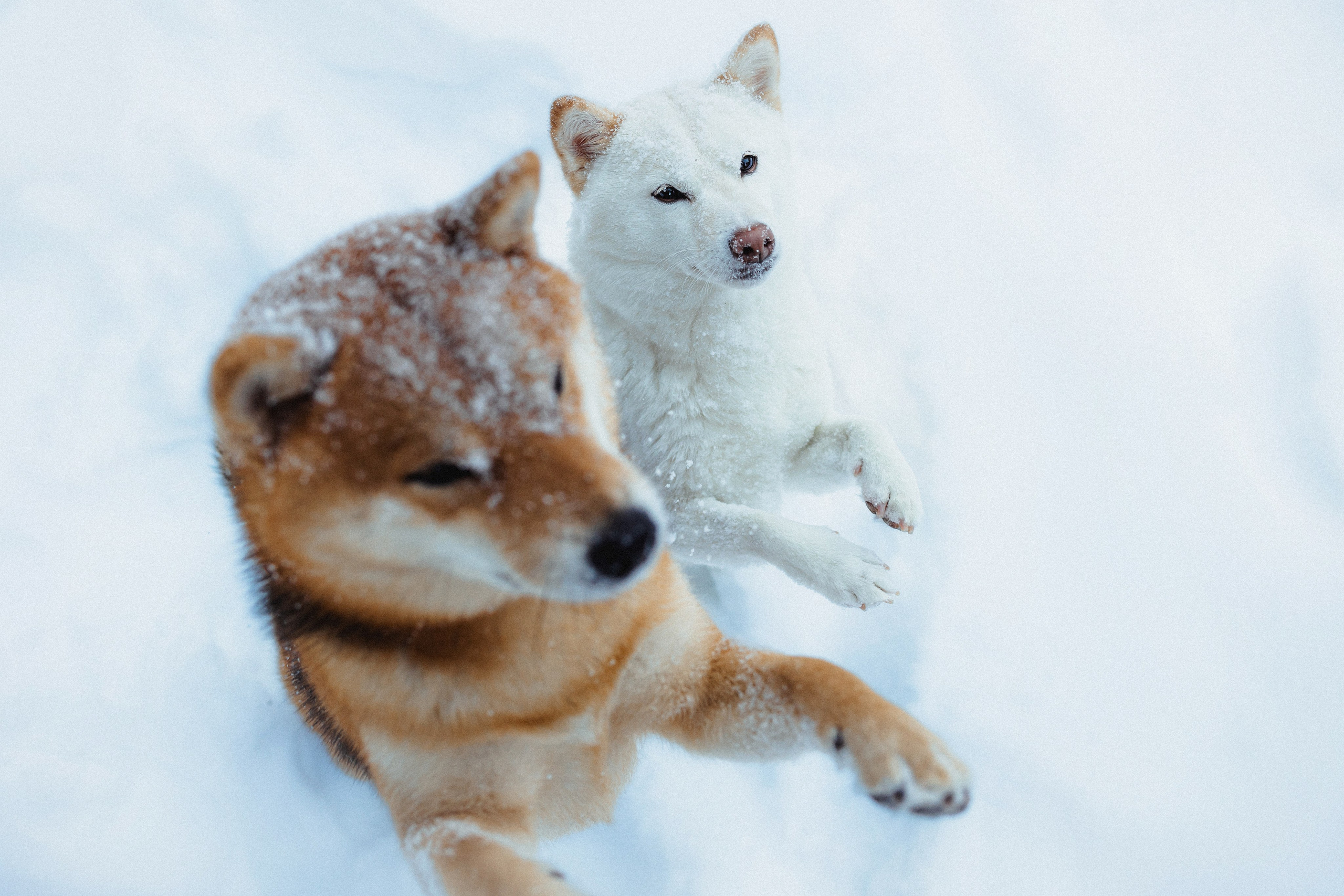 Шед, Цири и Ира