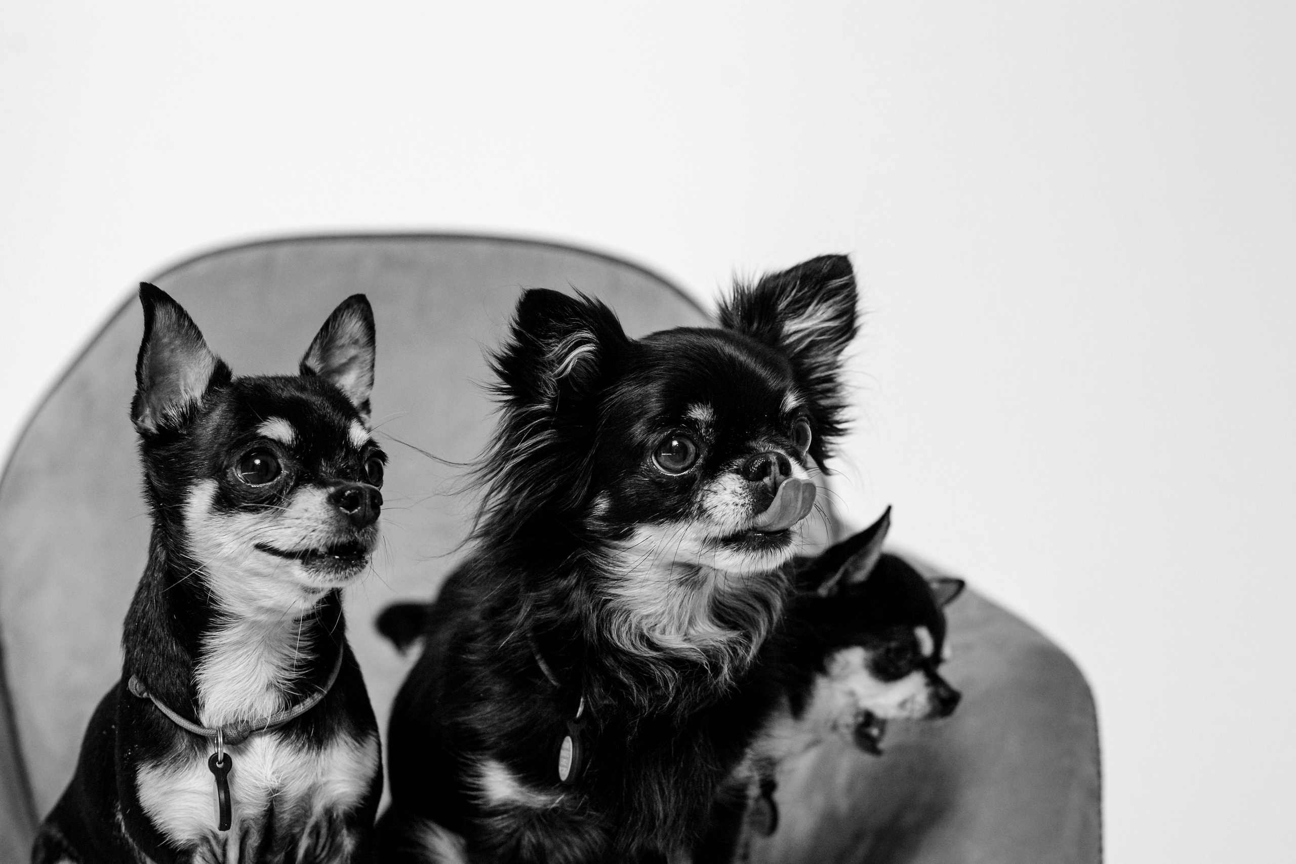 Семейная фотосессия. Фотограф-анималист Татьяна Степанова