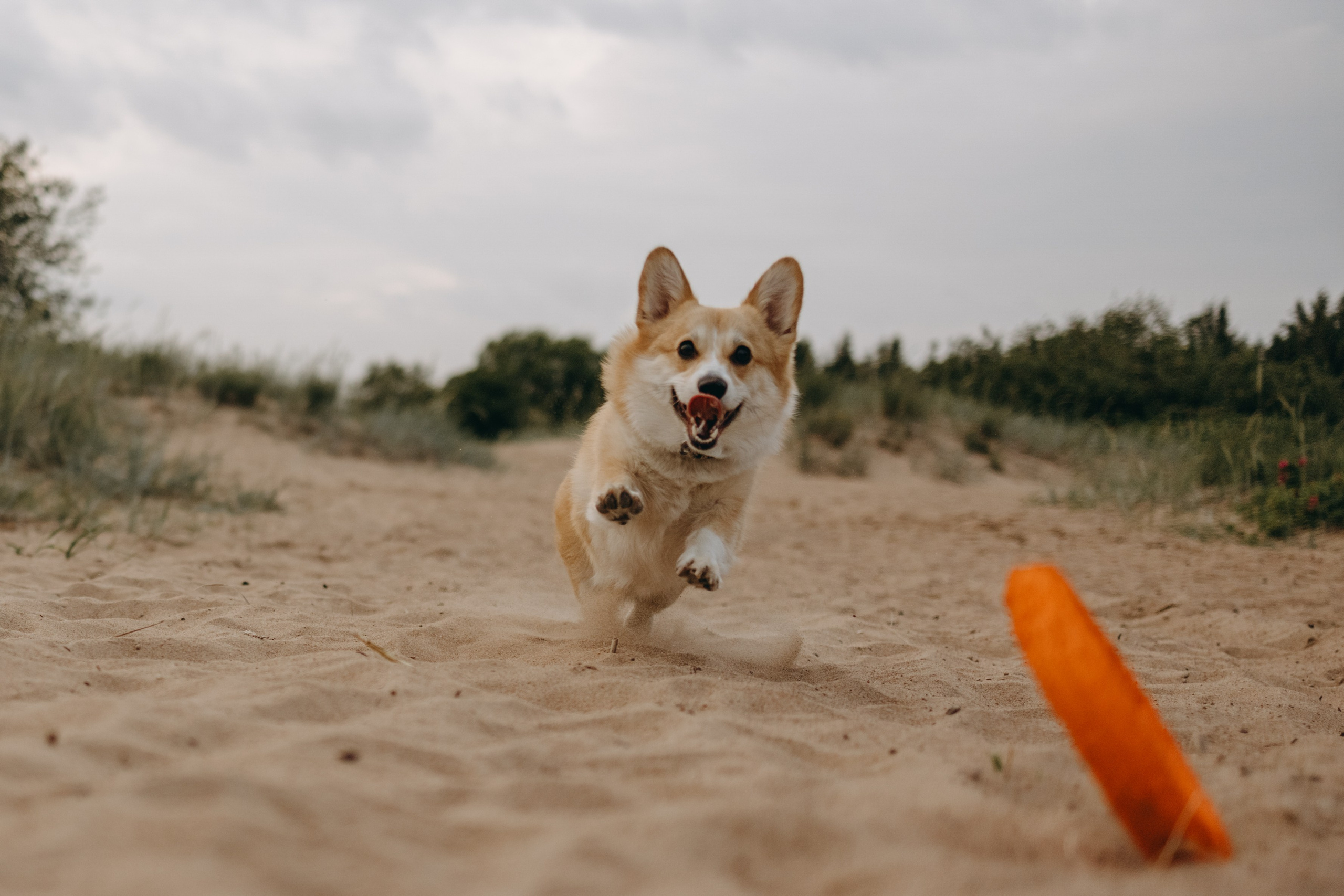 Лотти и ее семья. Фотограф — Анималист | Санкт-Петербург