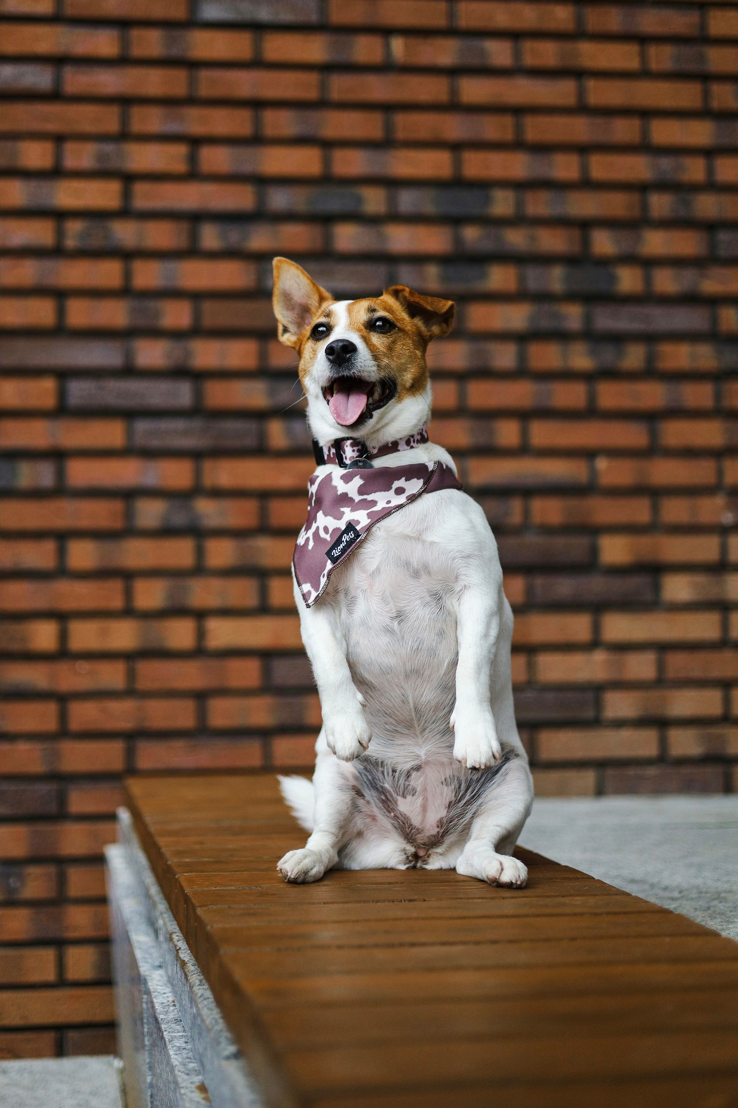 Холли и Катя. Фотограф-анималист Ксения Шевцова|Москва