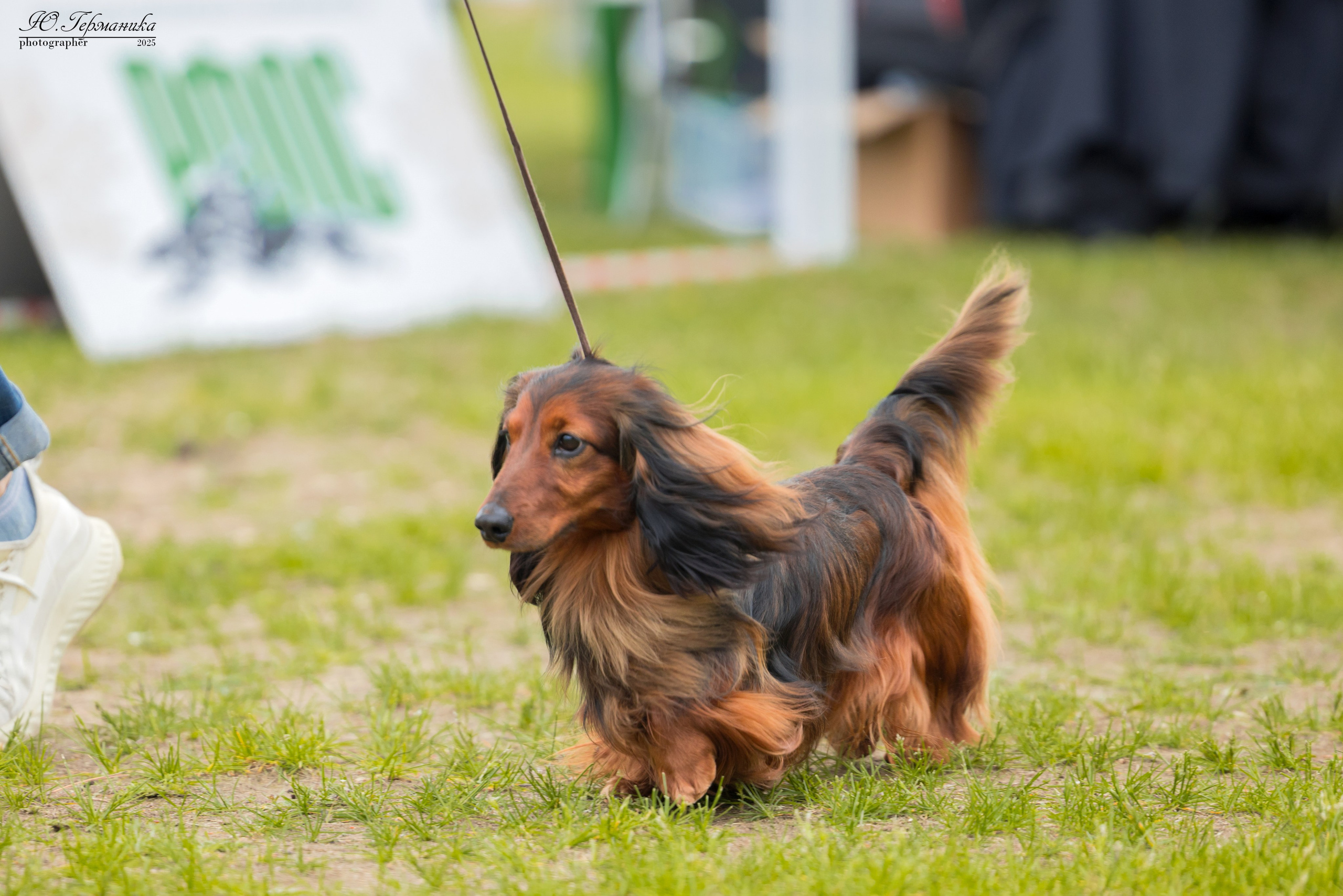 Суздаль(Владимир)17-18.05.2025. Фотограф-анималист Юлия Германика