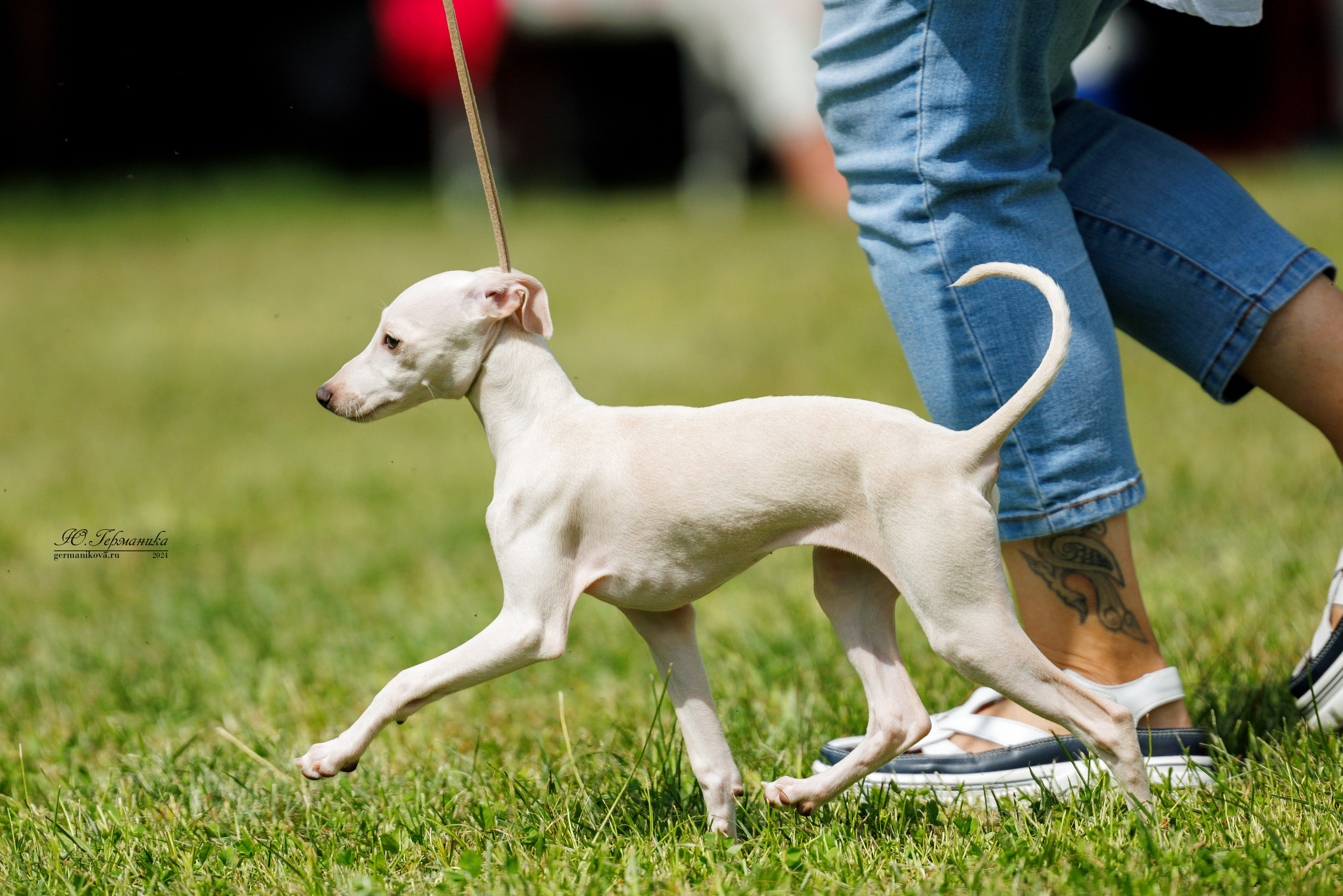 Ярославль 21.07.24 и Балашиха 13.07.24. Фотограф-анималист Юлия Германика