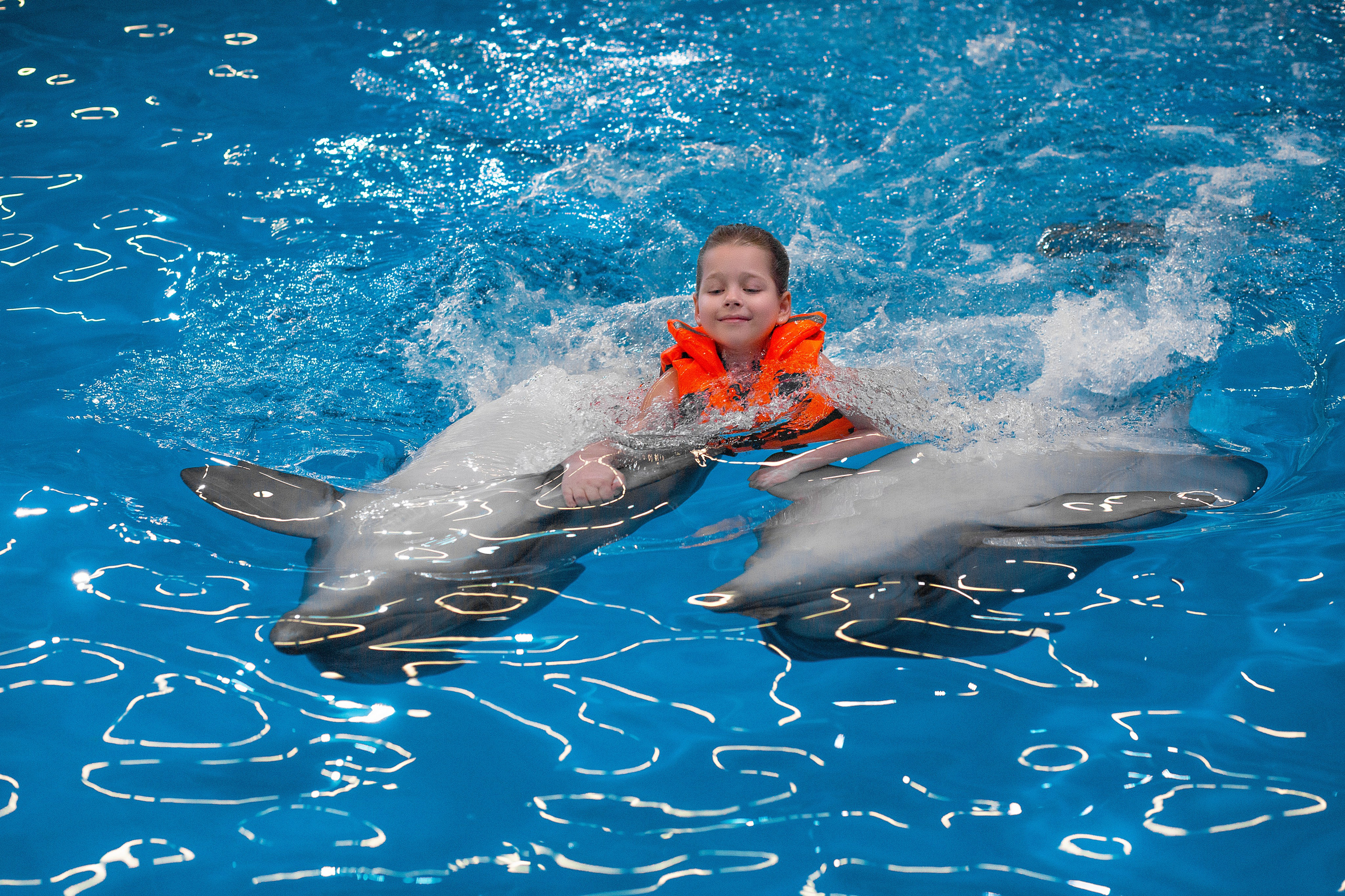 Фотосессия с дельфинами. Фотосессия с лошадьми в Нижнем Новгороде