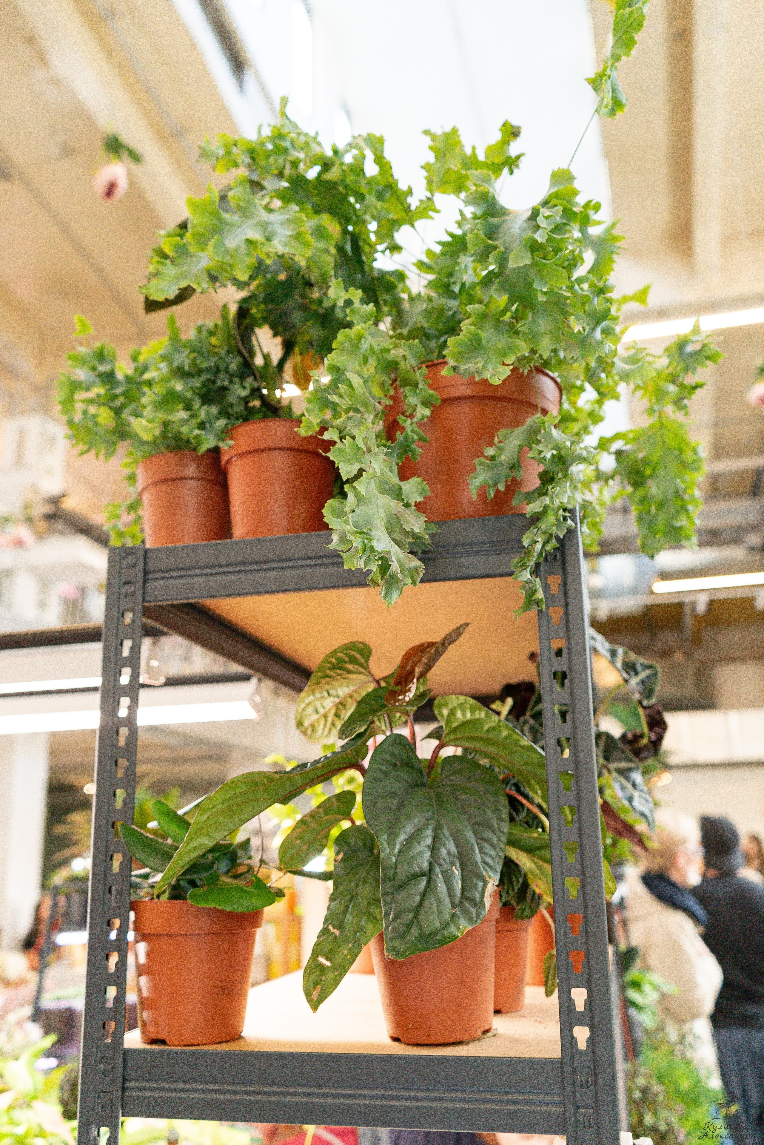 Гроубокс Артплей апрель. Александра Куликова фотограф, Москва
