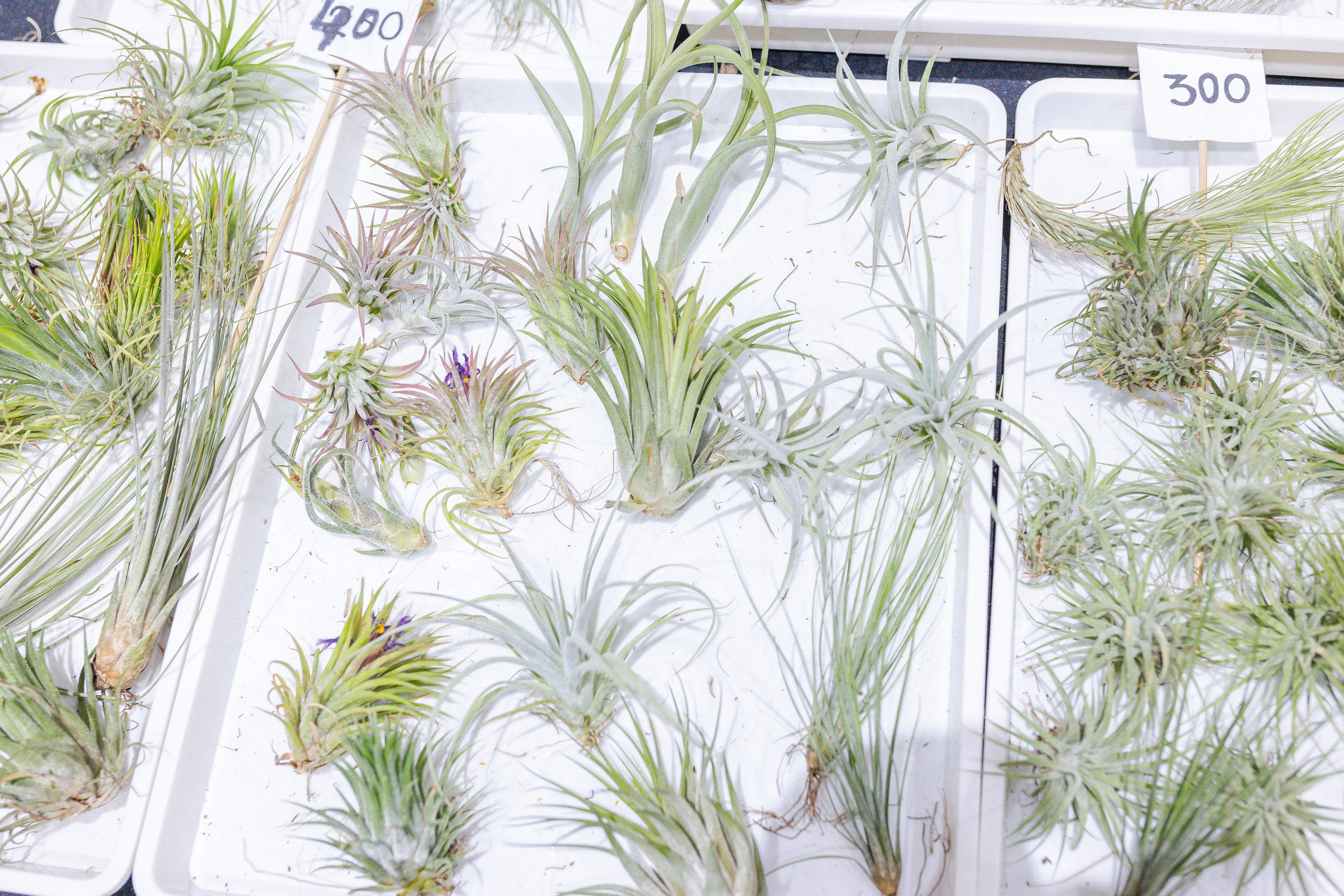 Орхидиум 12.2025. Александра Куликова фотограф, Москва