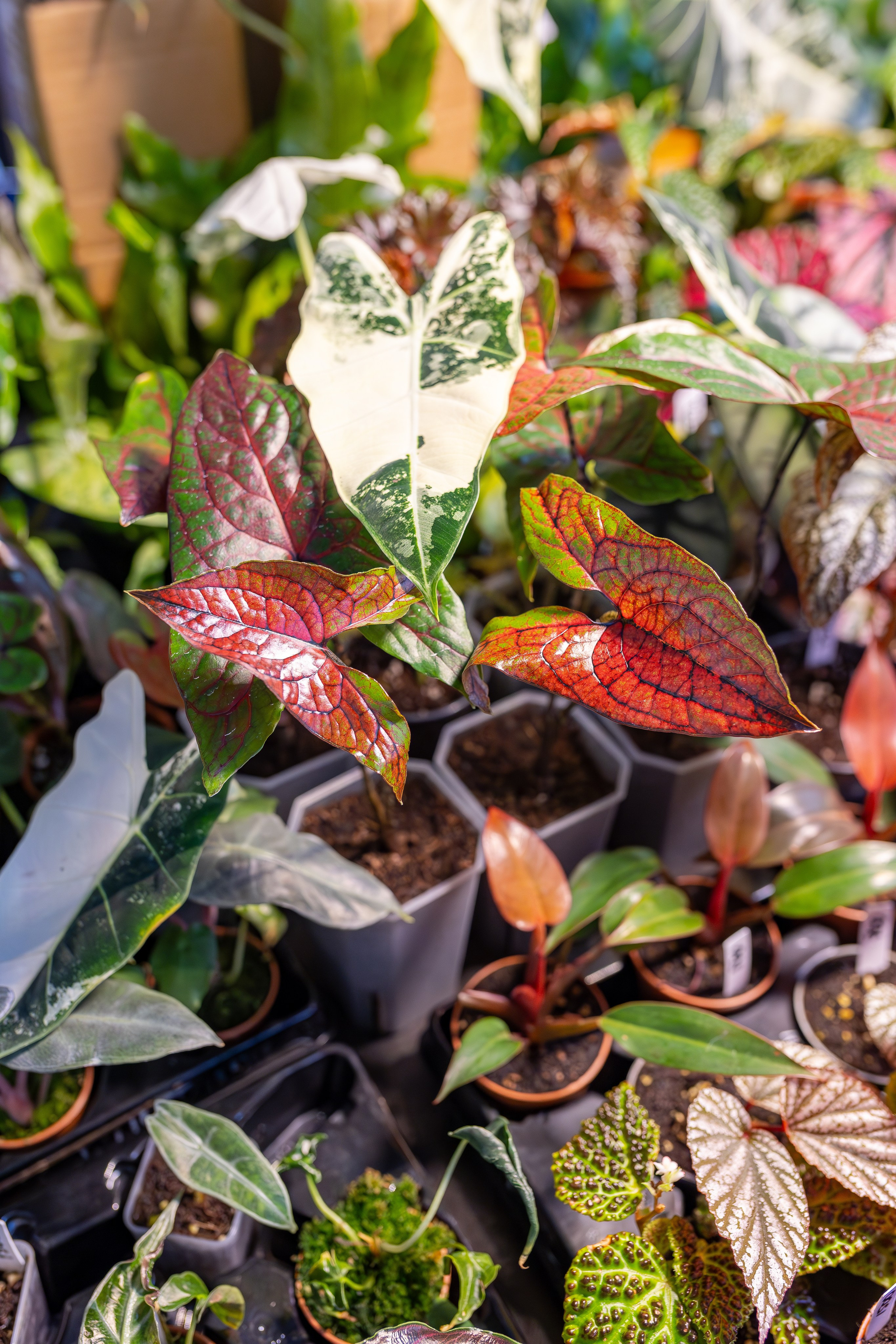 Орхидиум 12.2025. Александра Куликова фотограф, Москва