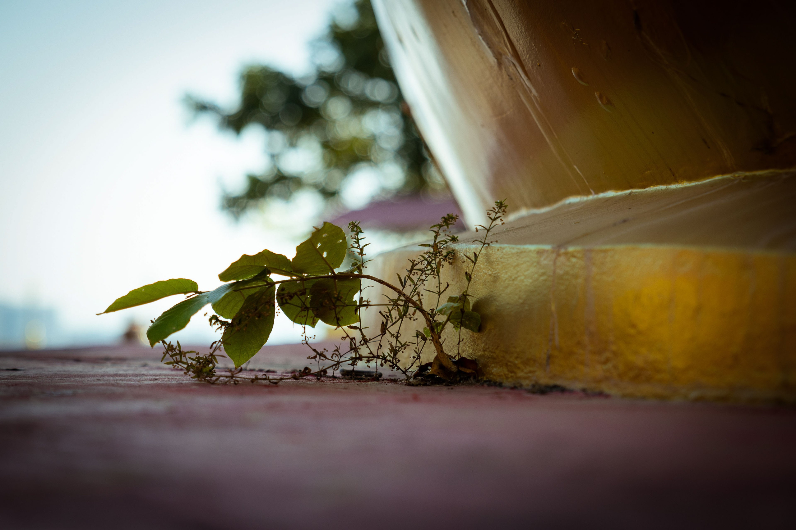 Таиланд (зима 2025). Фотограф Виноградов Константин