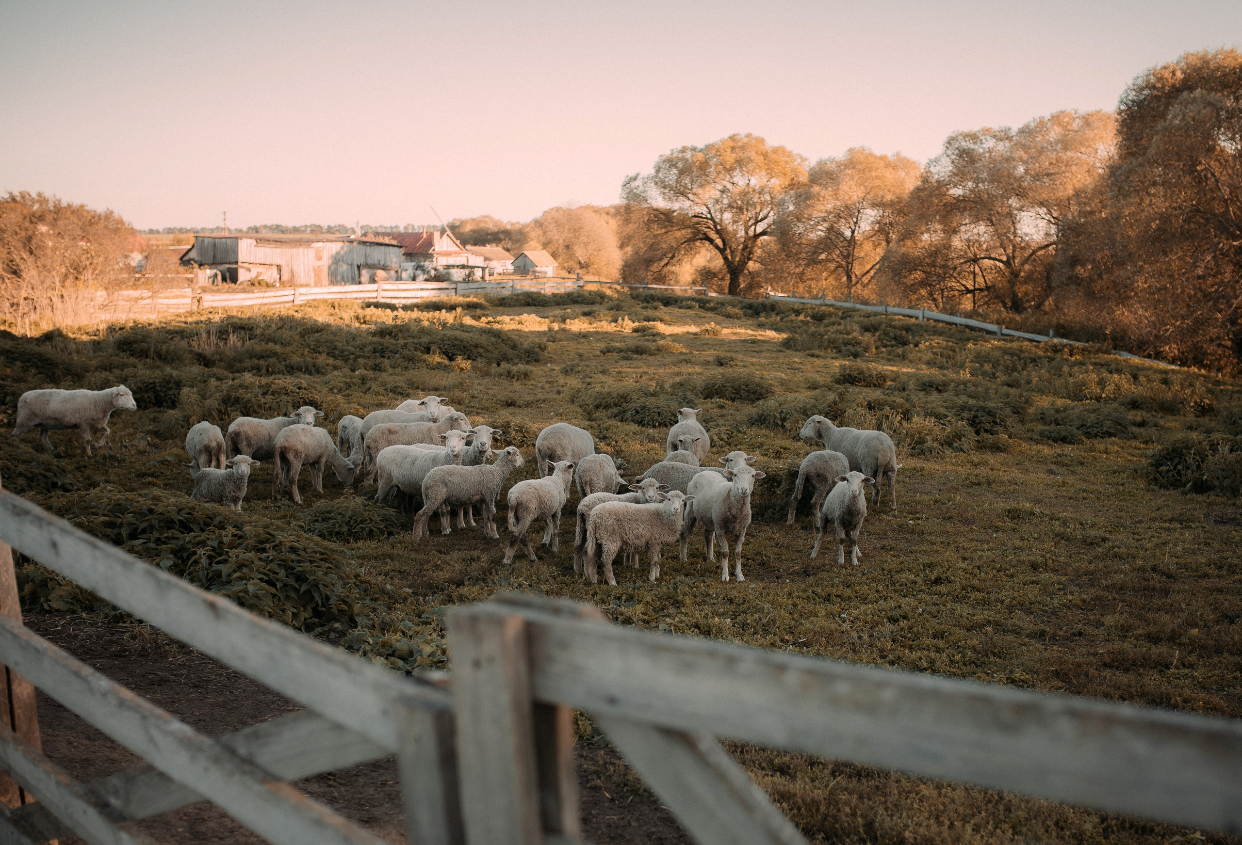 На ферме. Фотограф Юлия Хакимова / Казань/ Чистополь