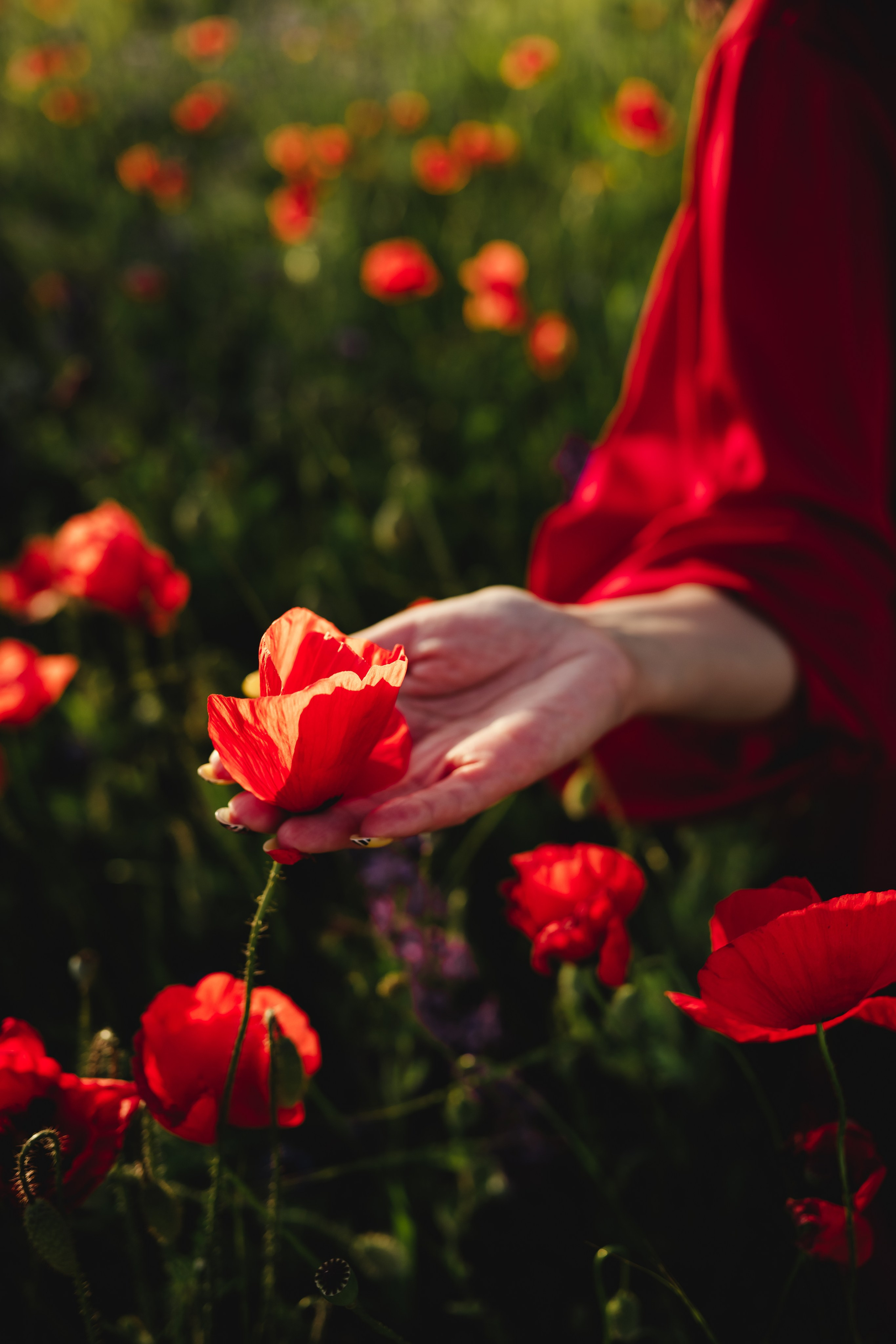 Фотосессия в маках. Свадебный и семейный фотограф и видеограф, Крым, Москва, Санкт -Петербург