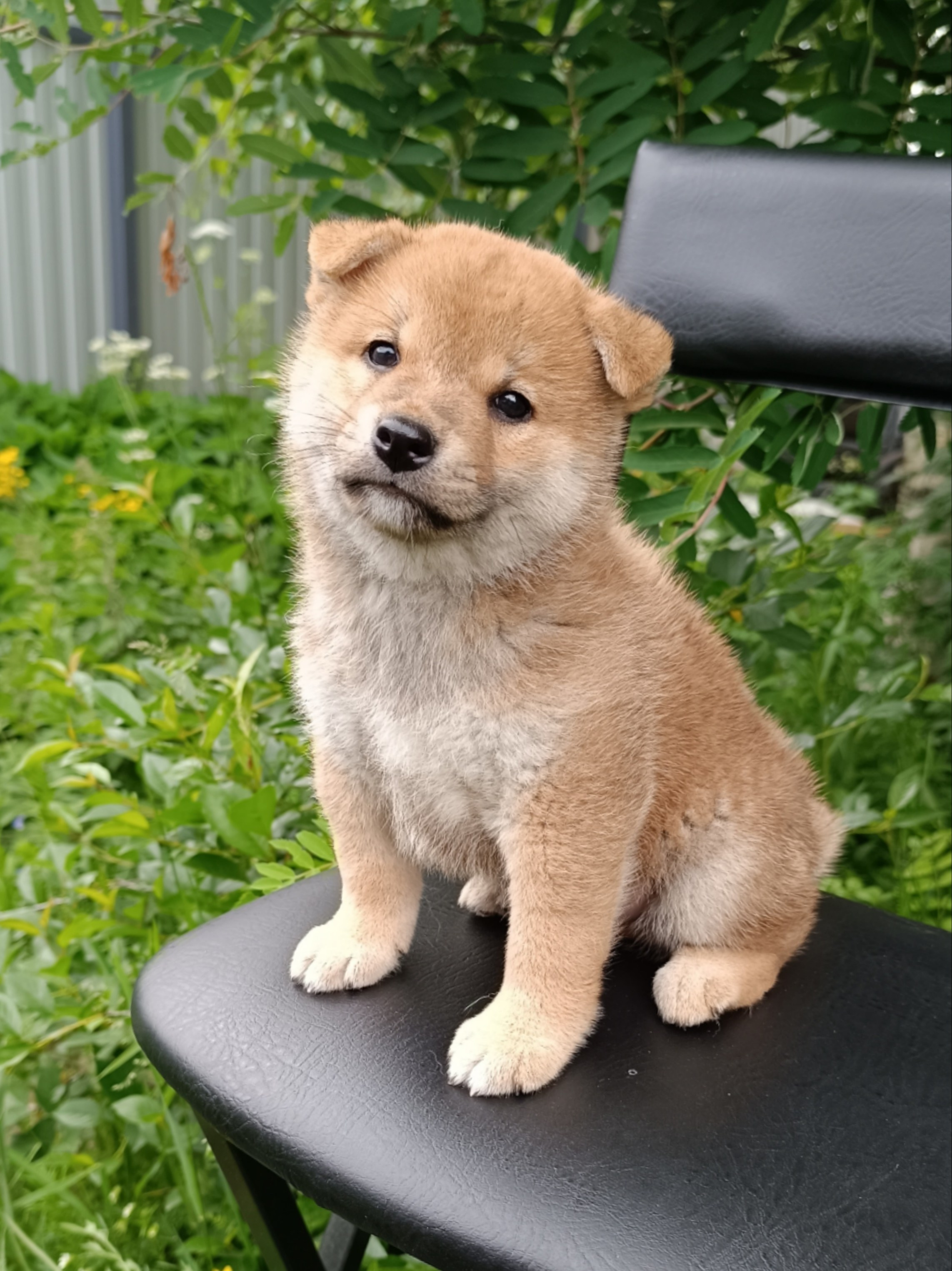 Сиба Rubylight Germes питомник Рубилайт