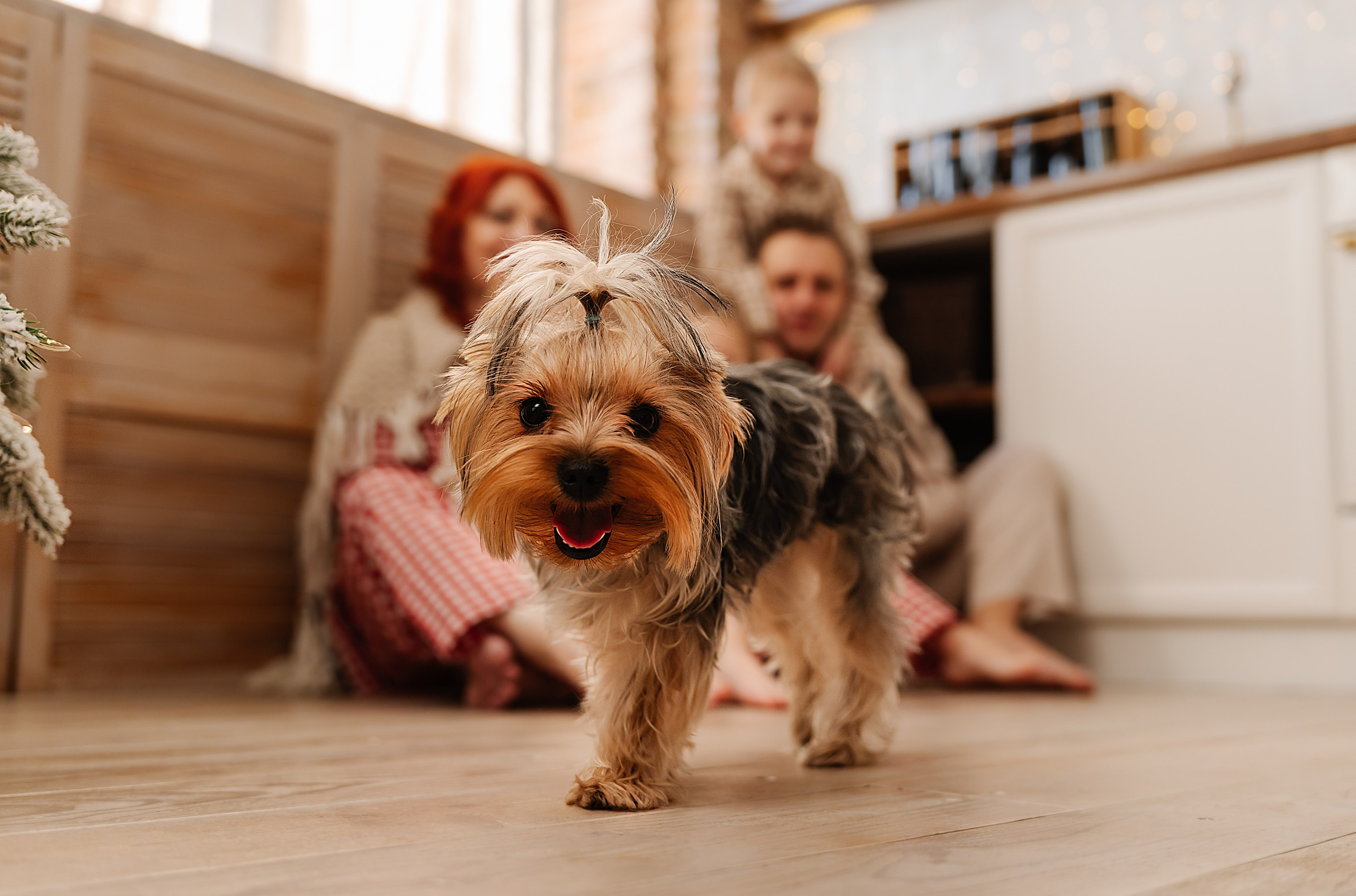 Денис и Елена с прекрасной дочкой и двойняшками-сыночками. СВАДЕБНЫЙ ФОТОГРАФ КРАСНОЯРСК