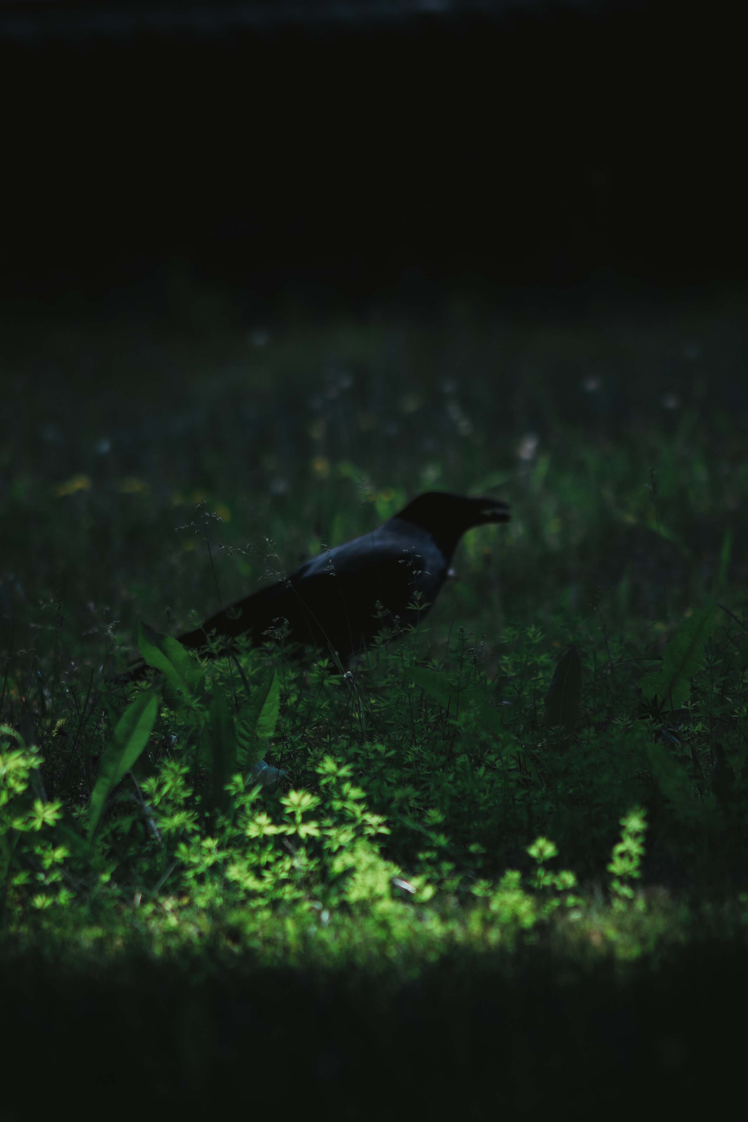 Т Е П Л Ы Й — З Е Л Е Н Ы Й. — Digital Noise —