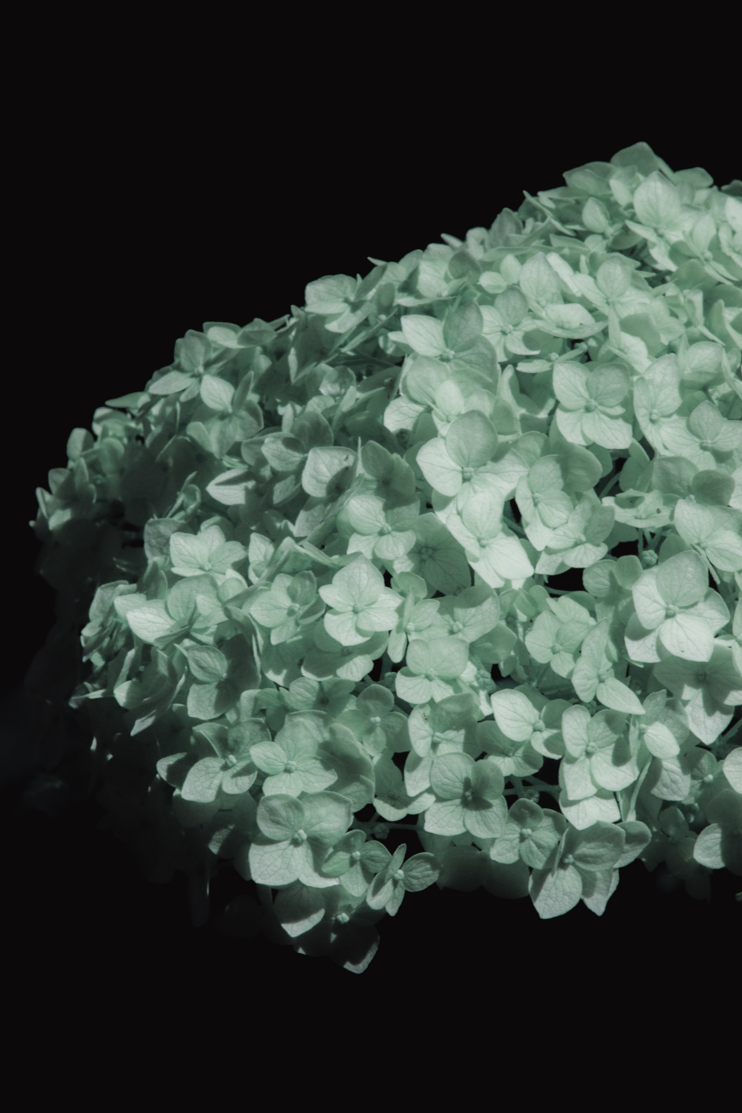 Р А С Т Е Н И Я. — Digital Noise —