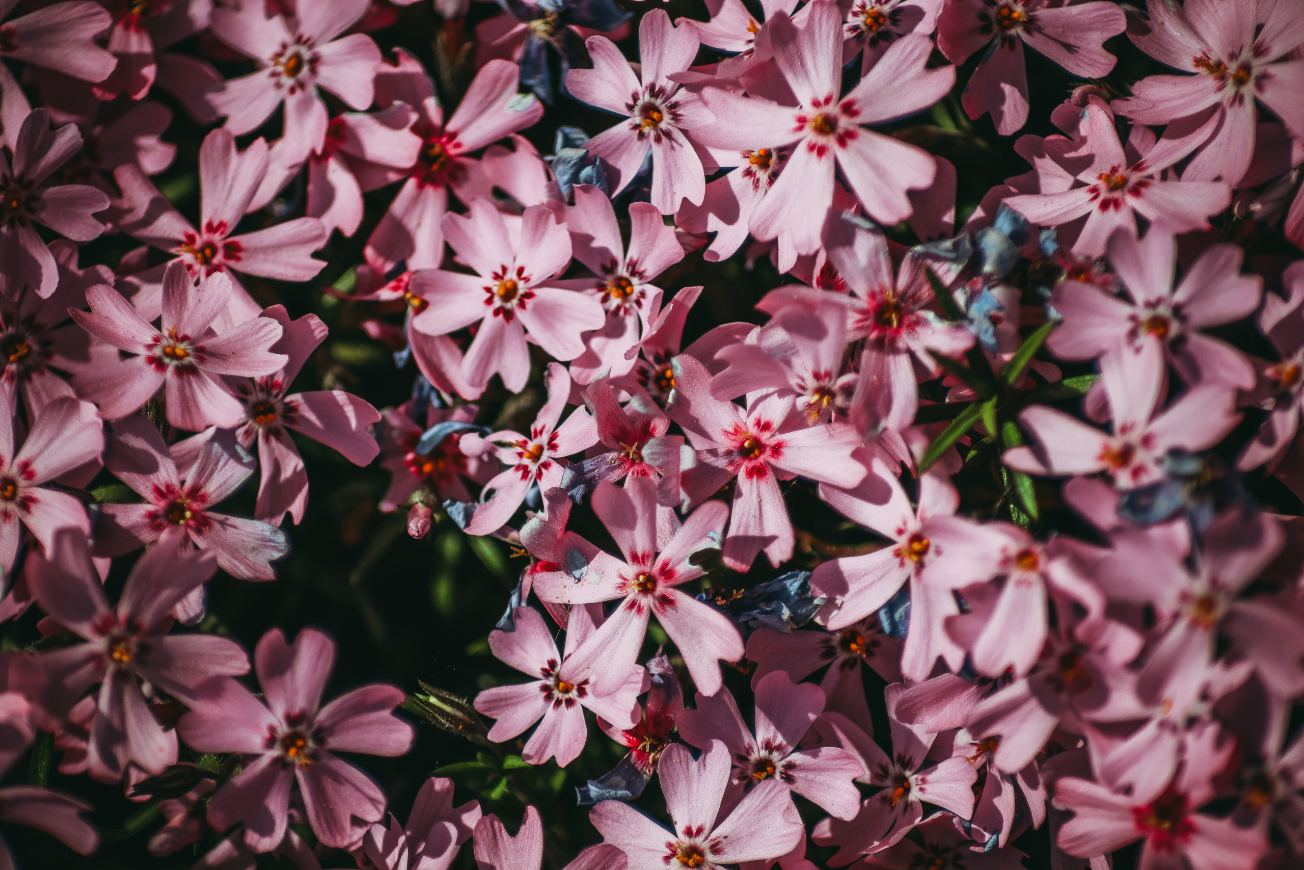 Ф О Н О В Ы Е. — Digital Noise —