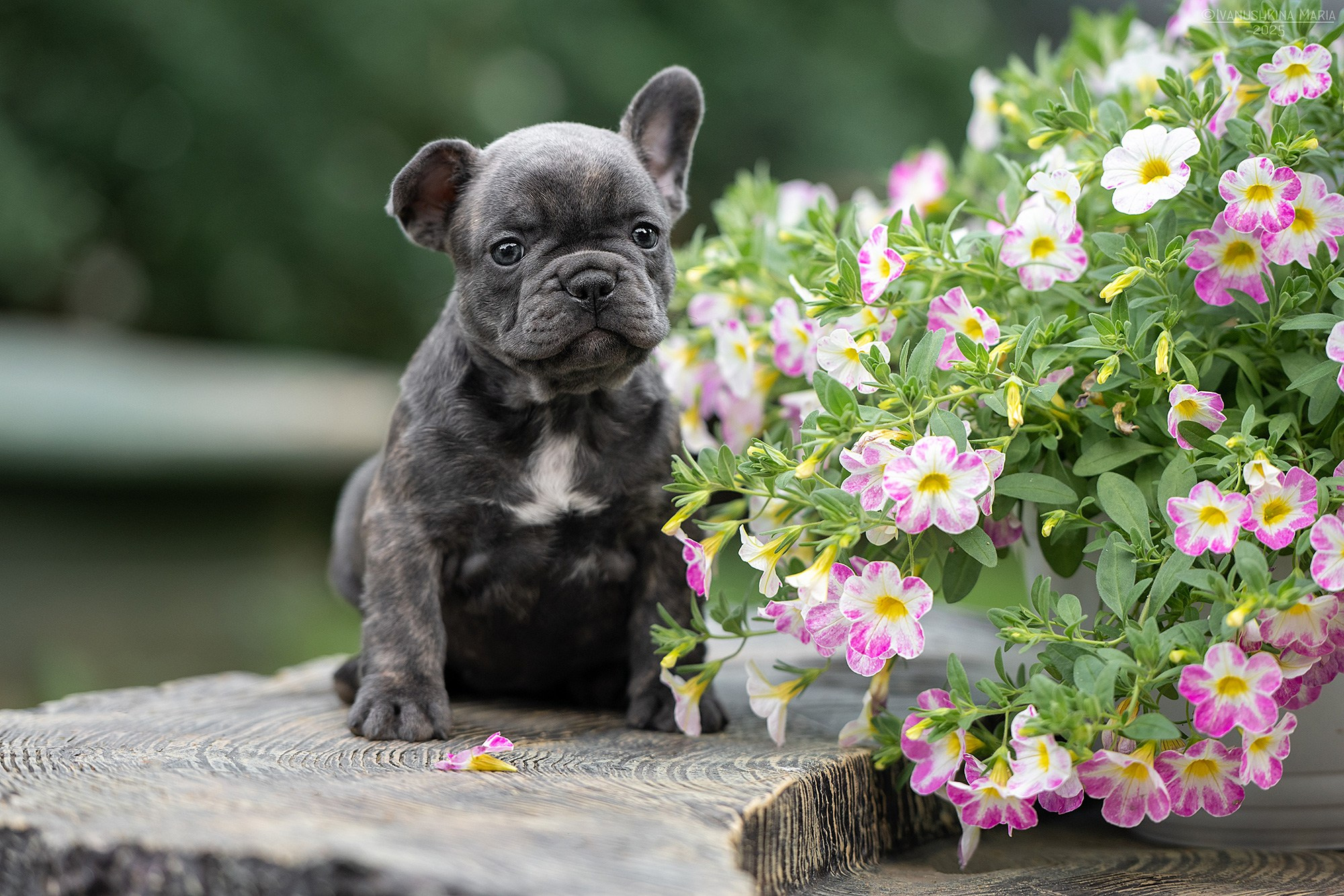 Фотосессия щенков на продажу. Фотограф собак в Москве и Московской области Иванушкина Мария
