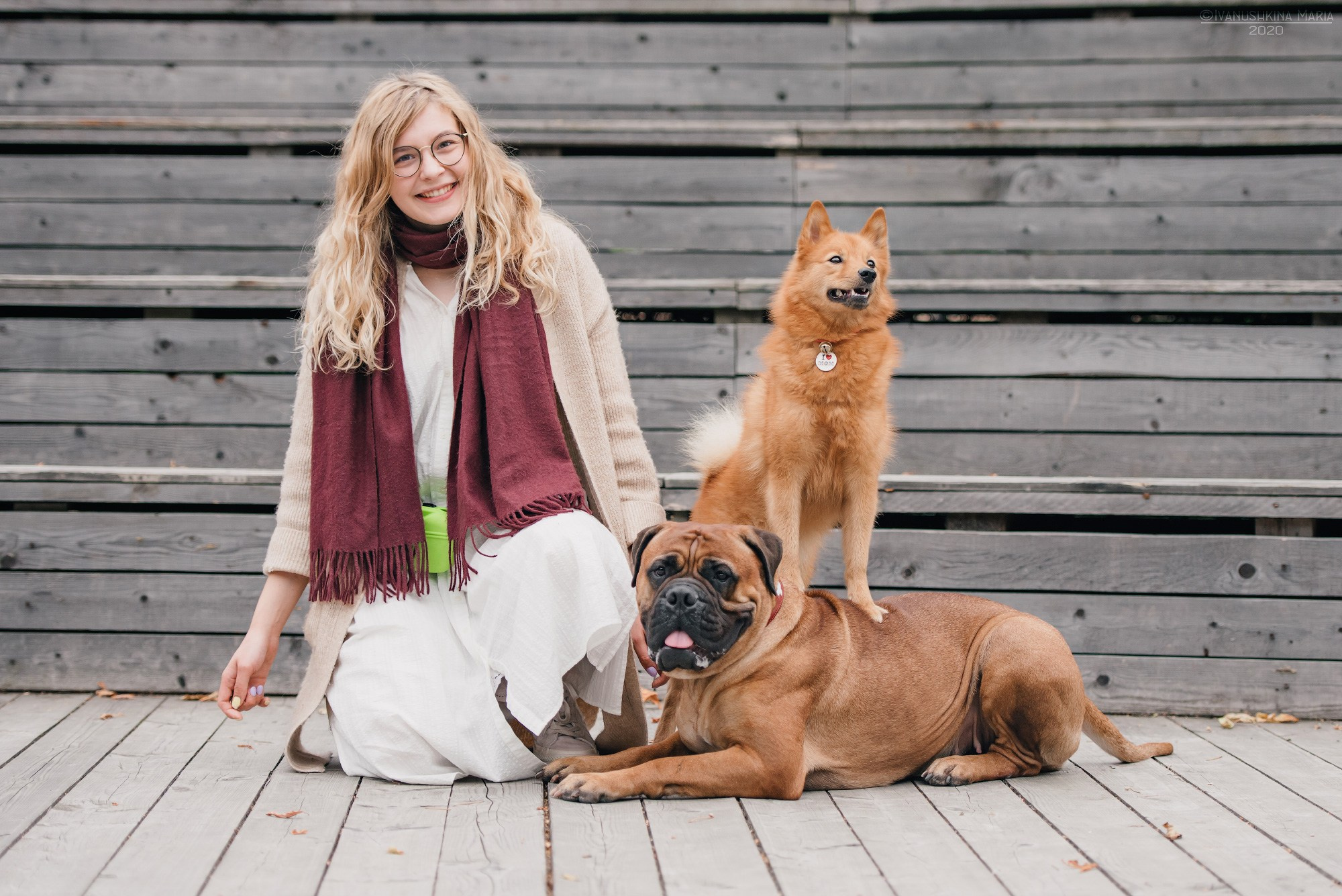 бульмастиф и финский шпиц