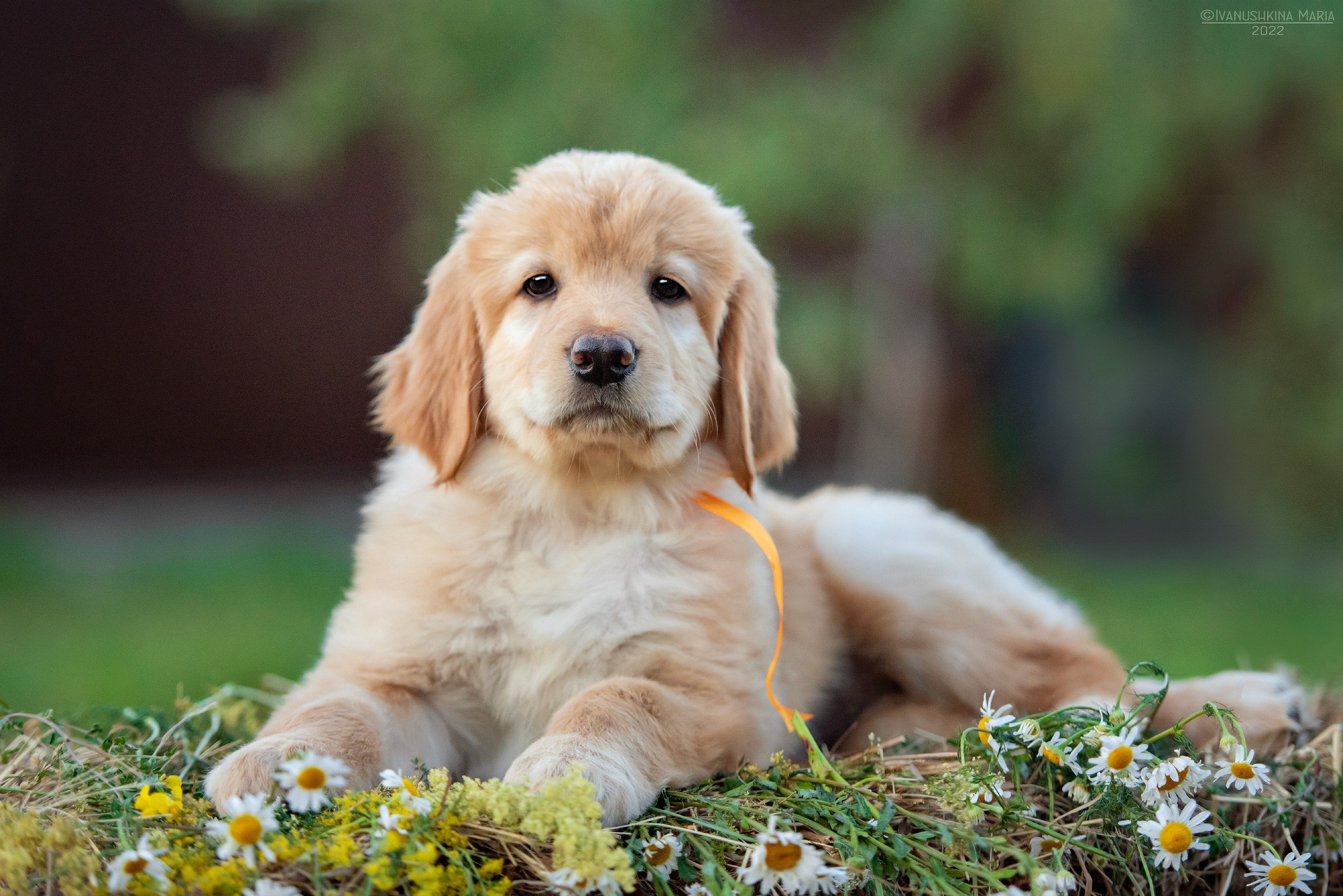 Фотосессия щенков на продажу. Фотограф собак в Москве и Московской области Иванушкина Мария